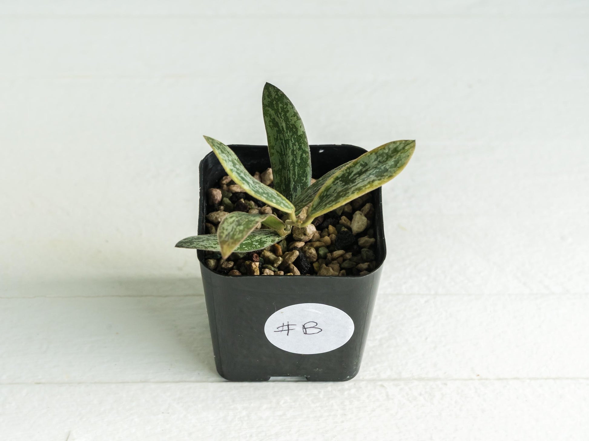 Hoya sigillatis (Outer Variegated / Albo) | 2-Inch