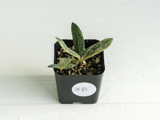 Hoya sigillatis (Outer Variegated / Albo) | 2-Inch