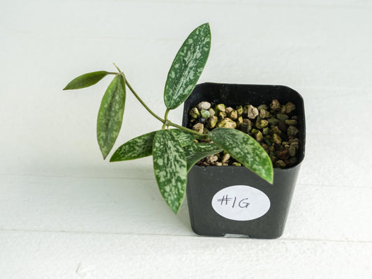 Hoya sigillatis 'Round Leaf' aka sigillatis (Silver) AH001 aka Borneo | 2-Inch