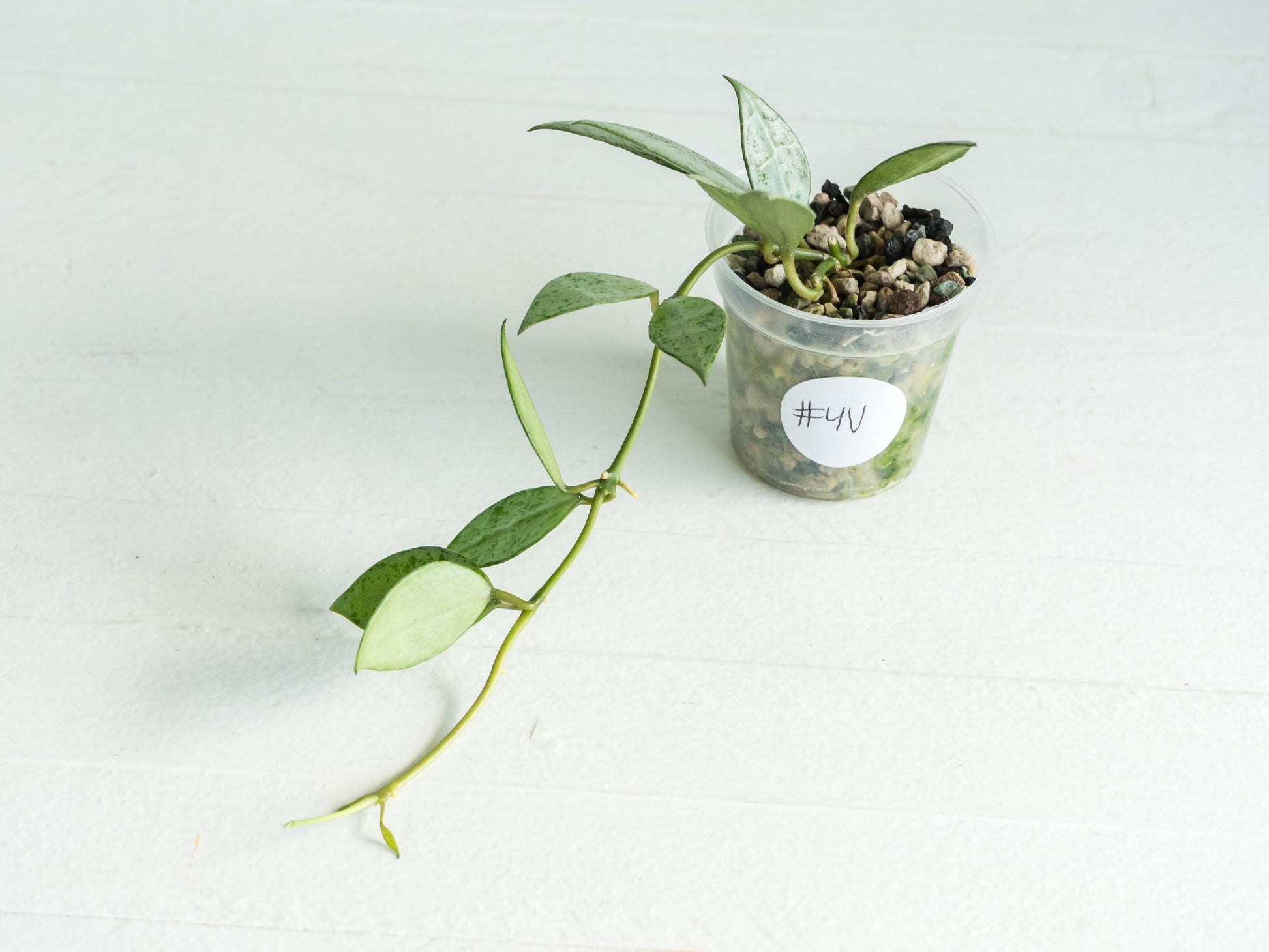 Hoya lacunosa 'Silver Lime' | 2-Inch