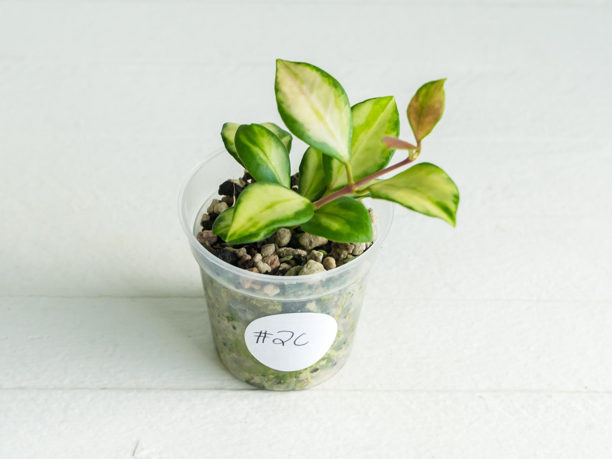 Hoya heuschkeliana (Inner Variegated) | 2-Inch