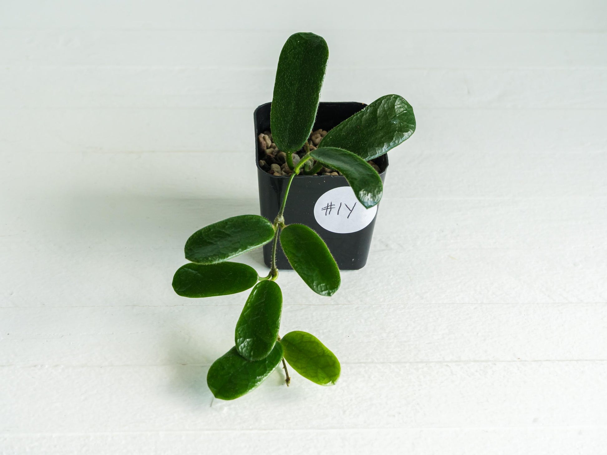 Hoya rotundiflora | 2-Inch