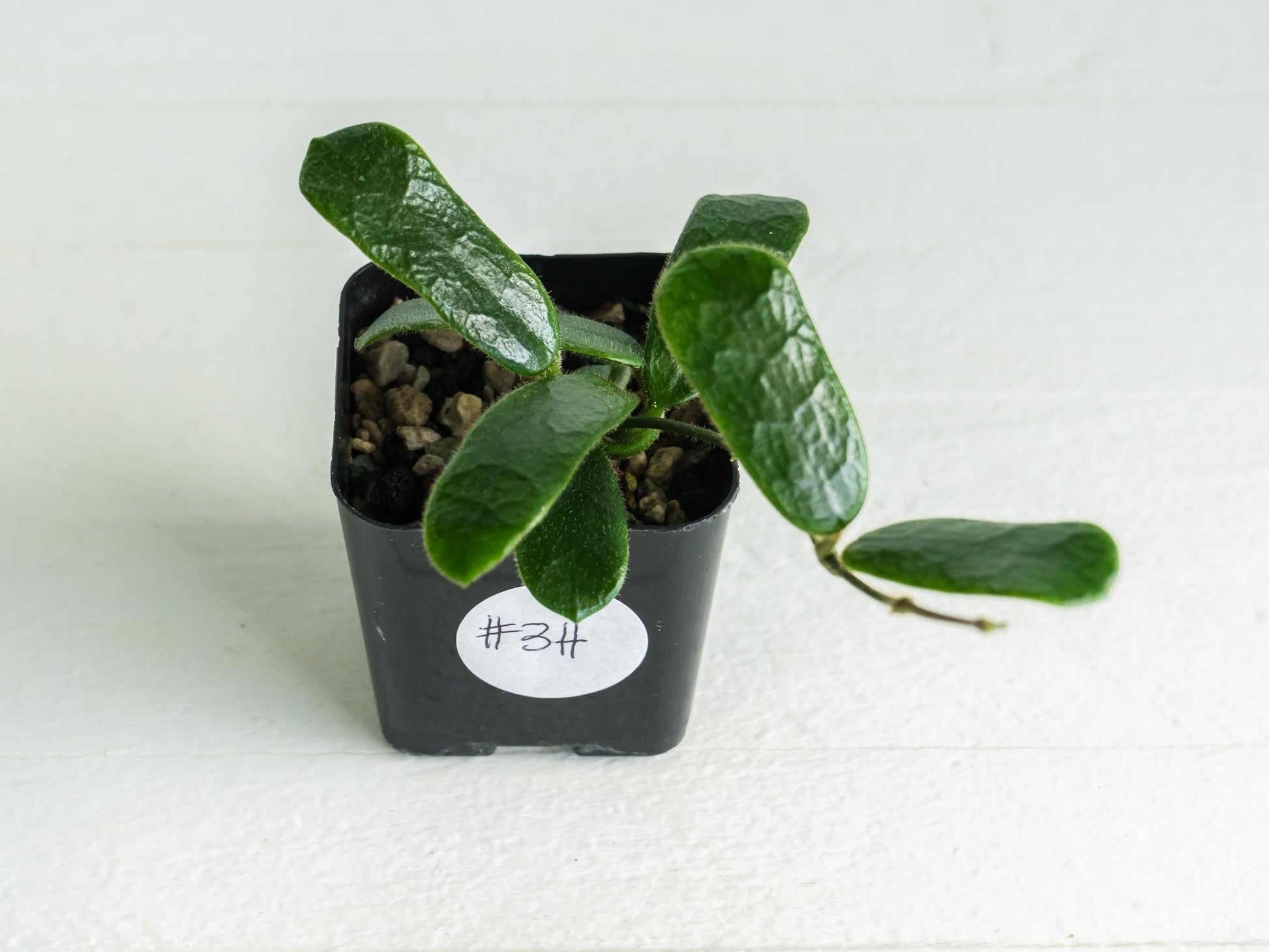 Hoya rotundiflora | 2-Inch