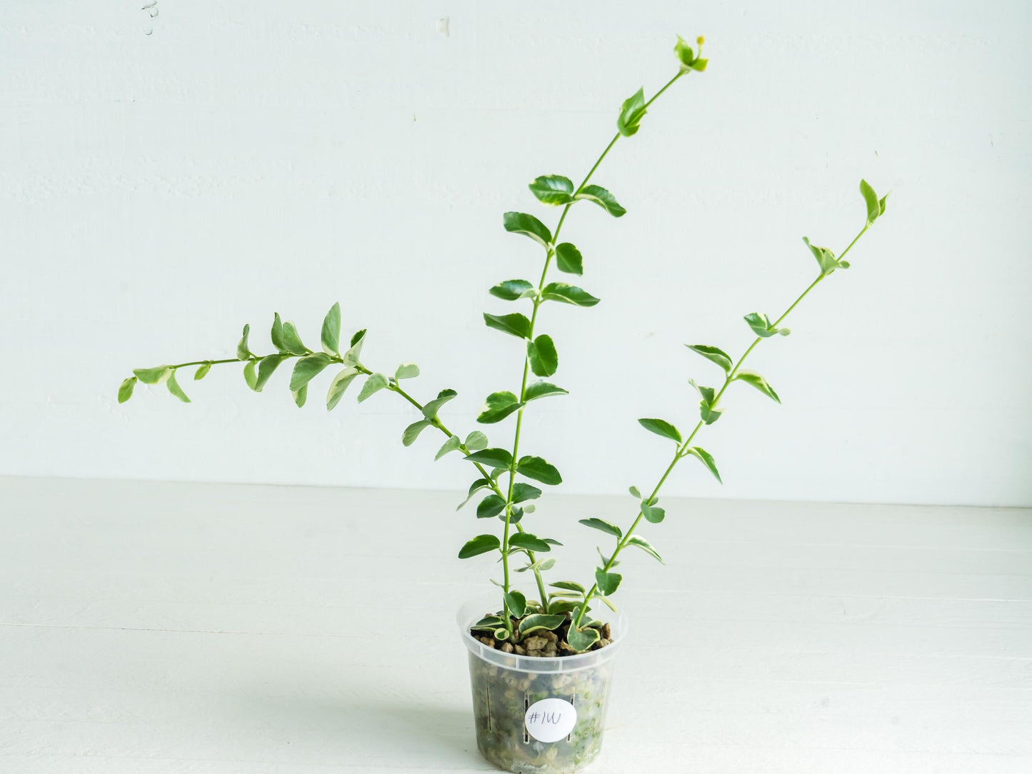 Hoya cumingiana (Albo | Outer Variegated) | 3-Inch
