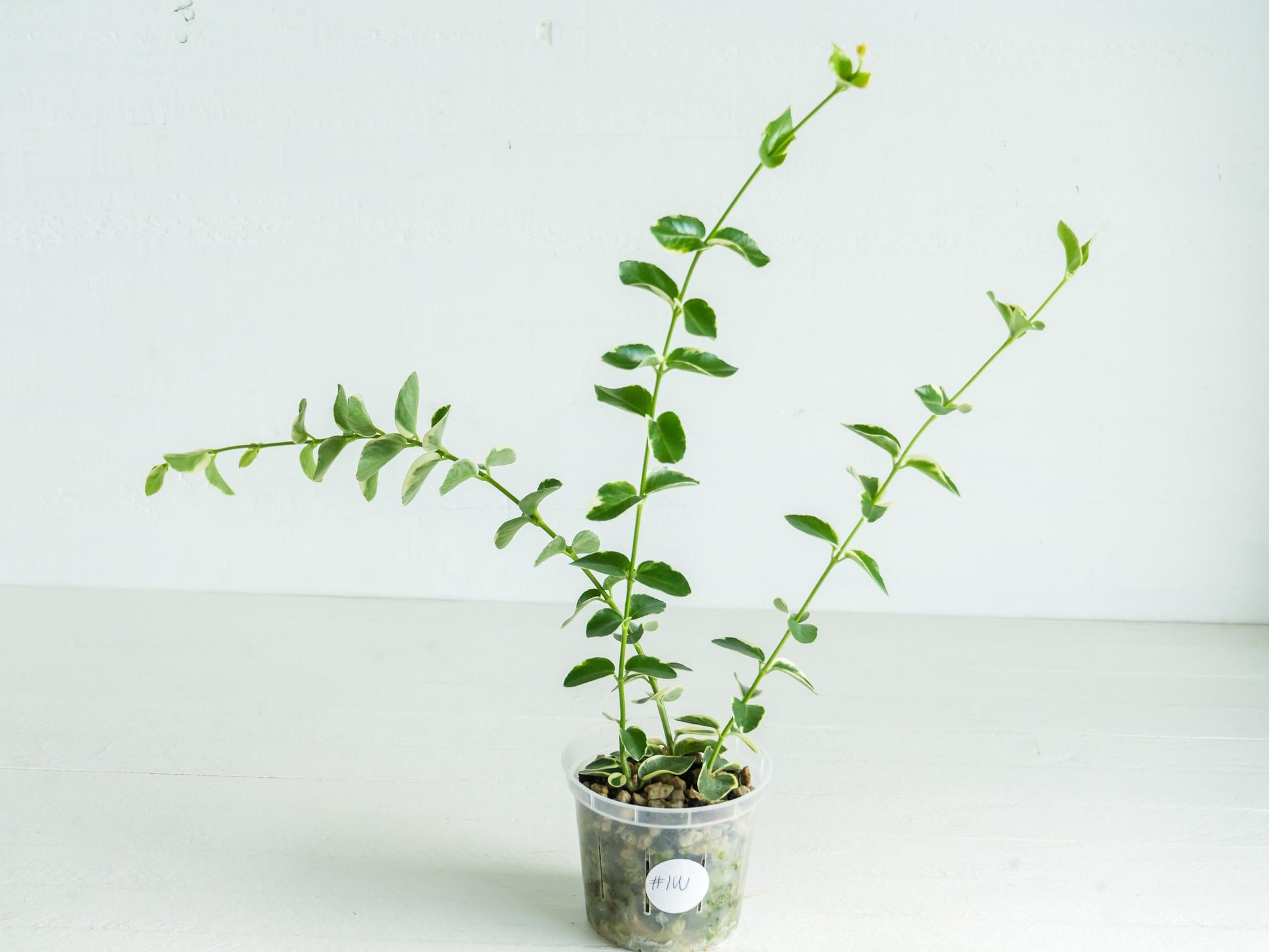 Hoya cumingiana (Albo | Outer Variegated) | 3-Inch