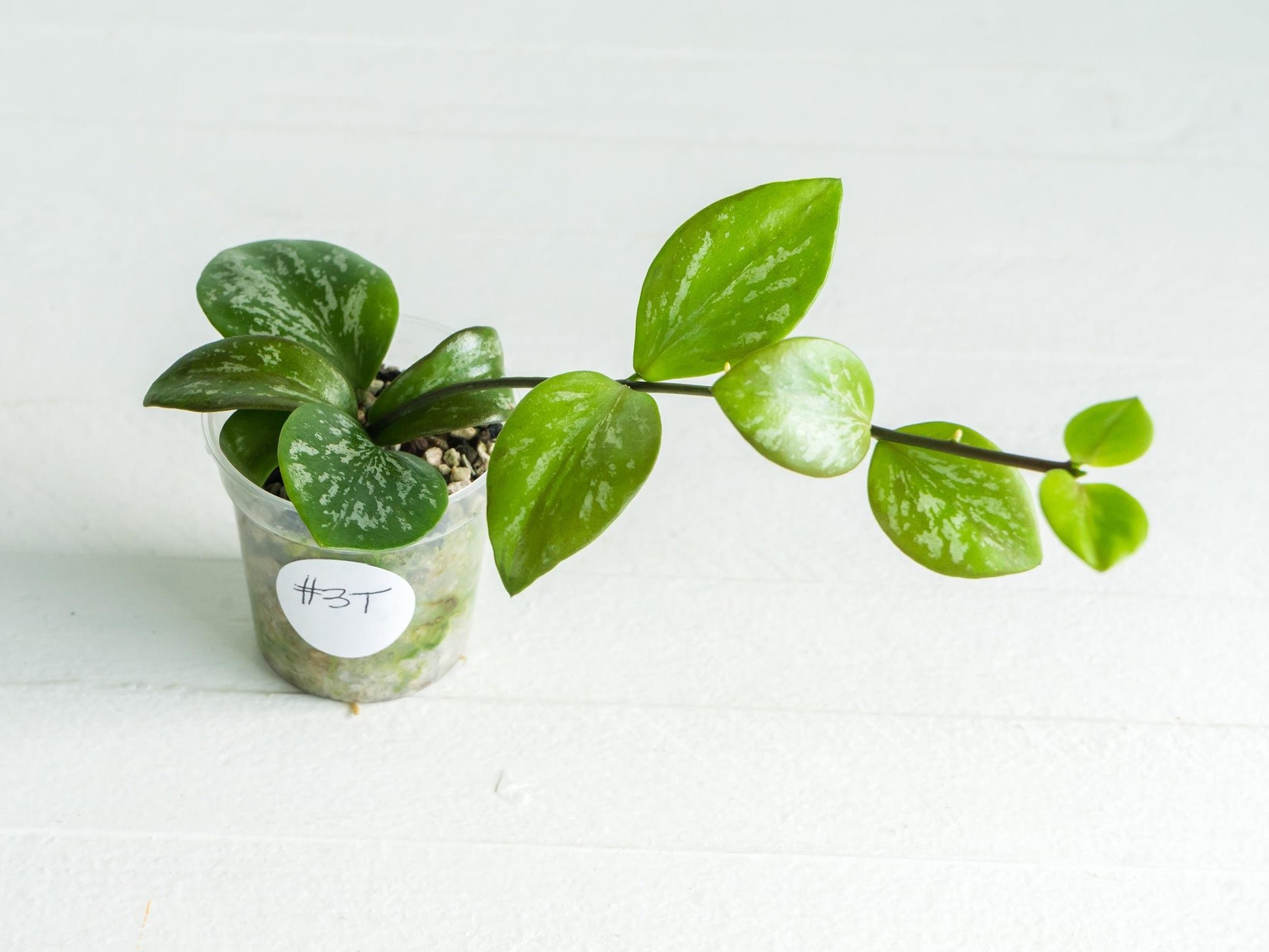 Hoya collina (IR-26) | 2-Inch