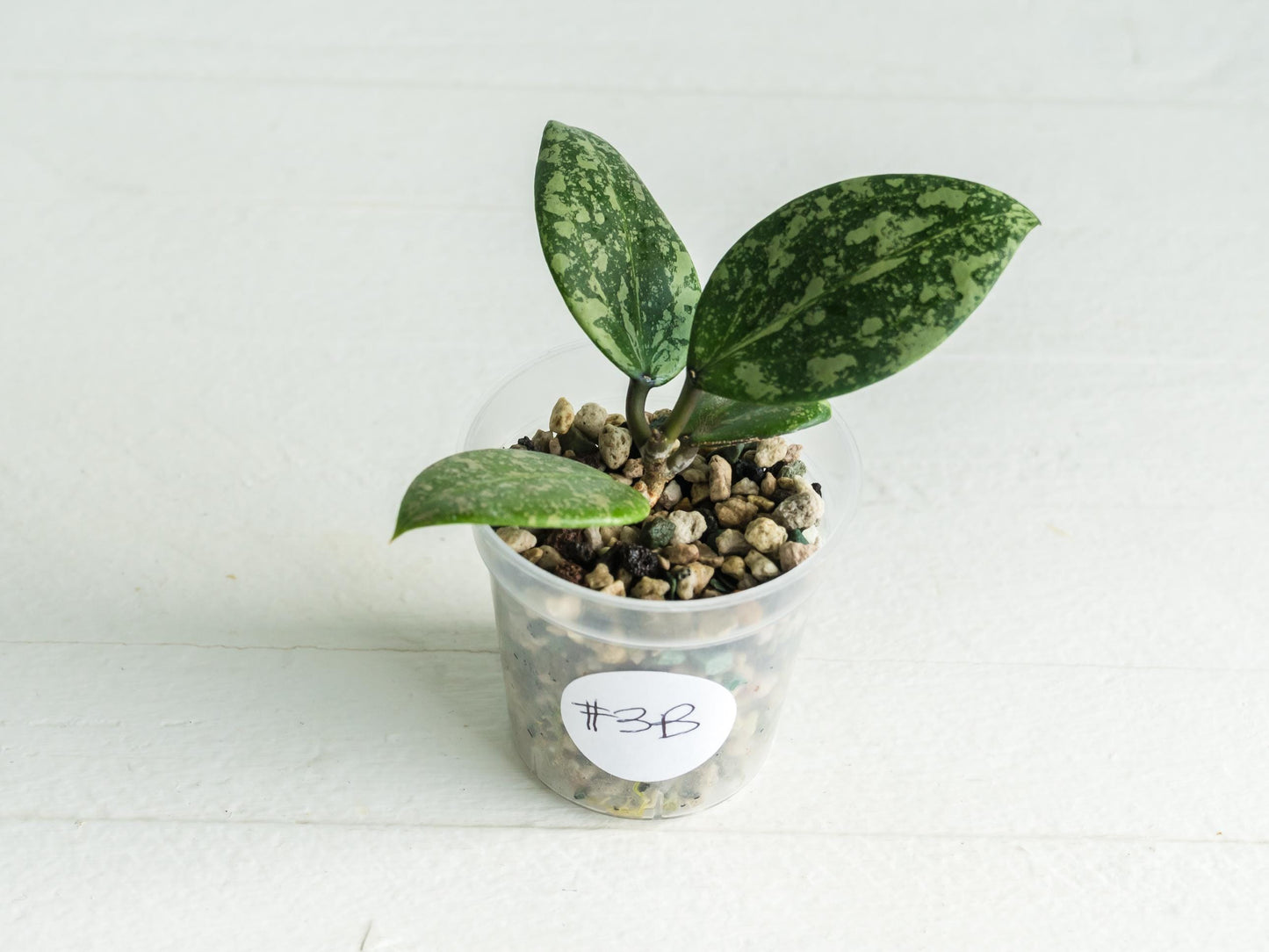 Hoya 'Wibergiae Round Leaf' (DMW-001-C) [verticillata (ex. wibergiea) x unknown] | 2-Inch
