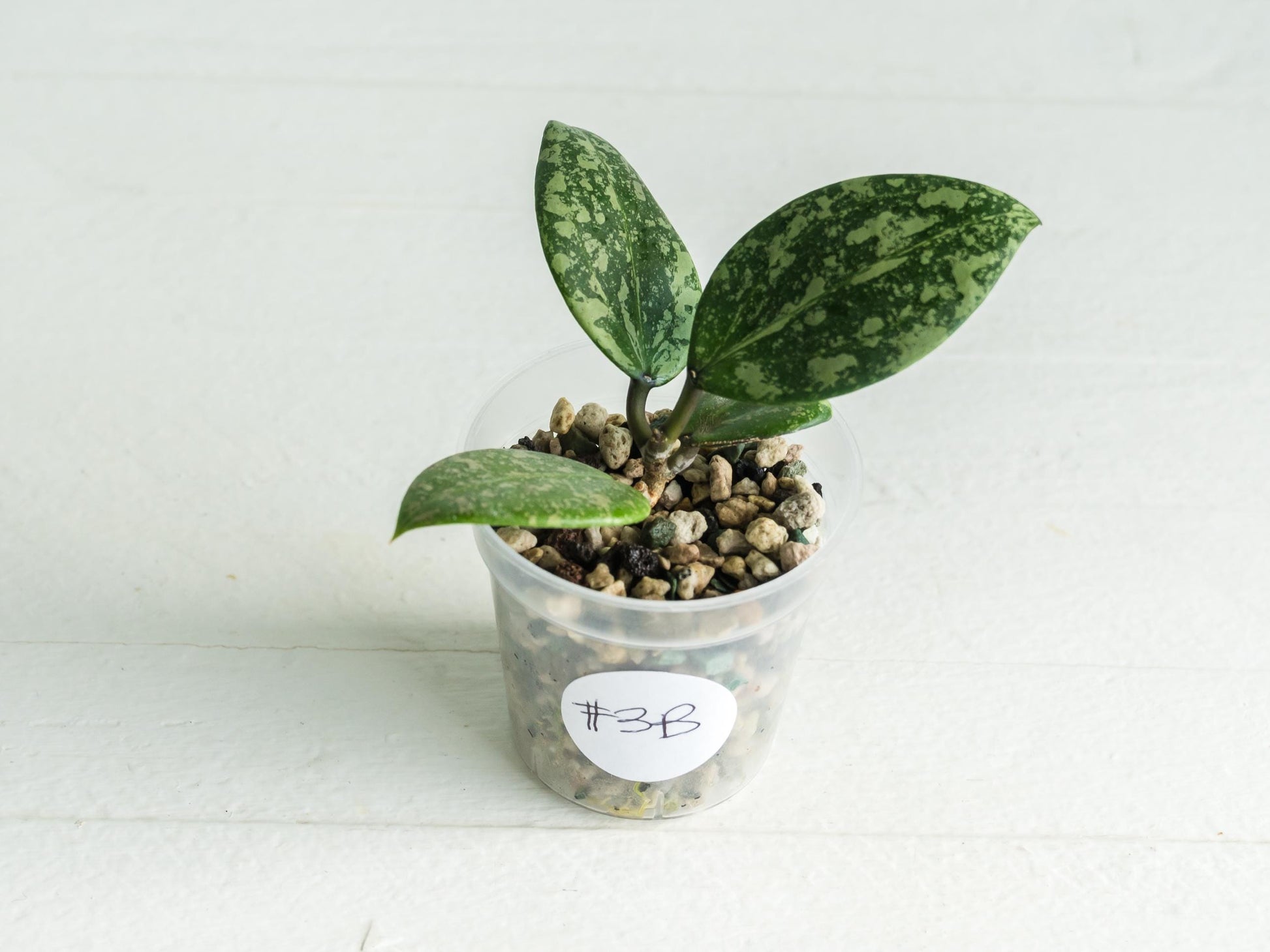 Hoya 'Wibergiae Round Leaf' (DMW-001-C) [verticillata (ex. wibergiea) x unknown] | 2-Inch
