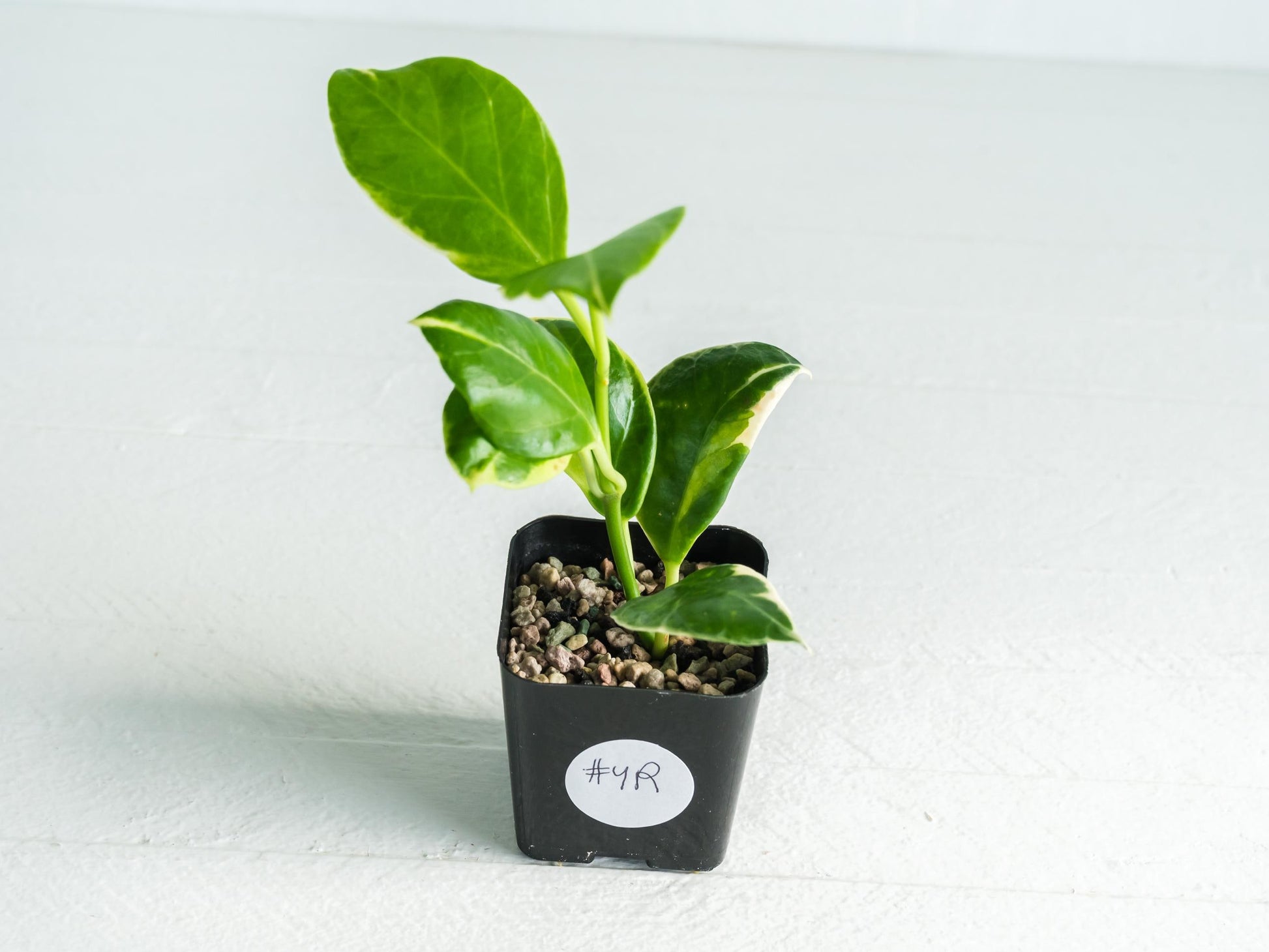 Hoya obscura (Albo | Outer Variegated) | 2-Inch