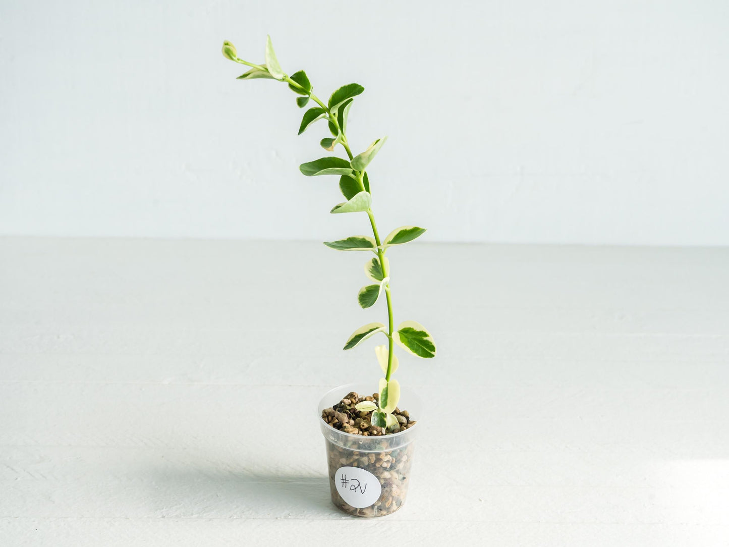 Hoya cumingiana (Albo | Outer Variegated) | 2-Inch