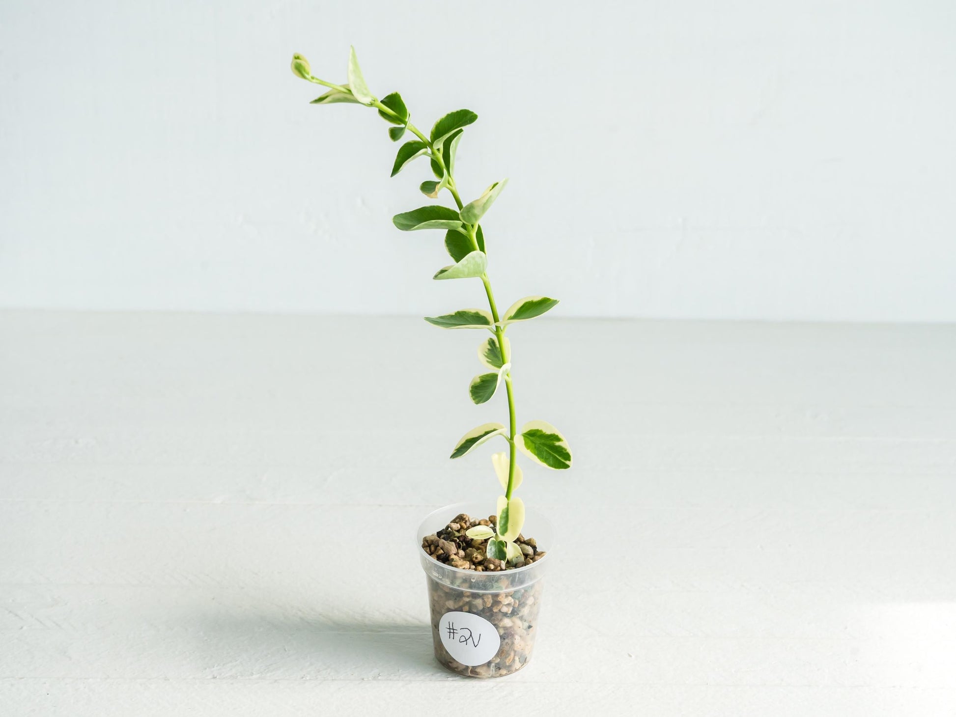 Hoya cumingiana (Albo | Outer Variegated) | 2-Inch