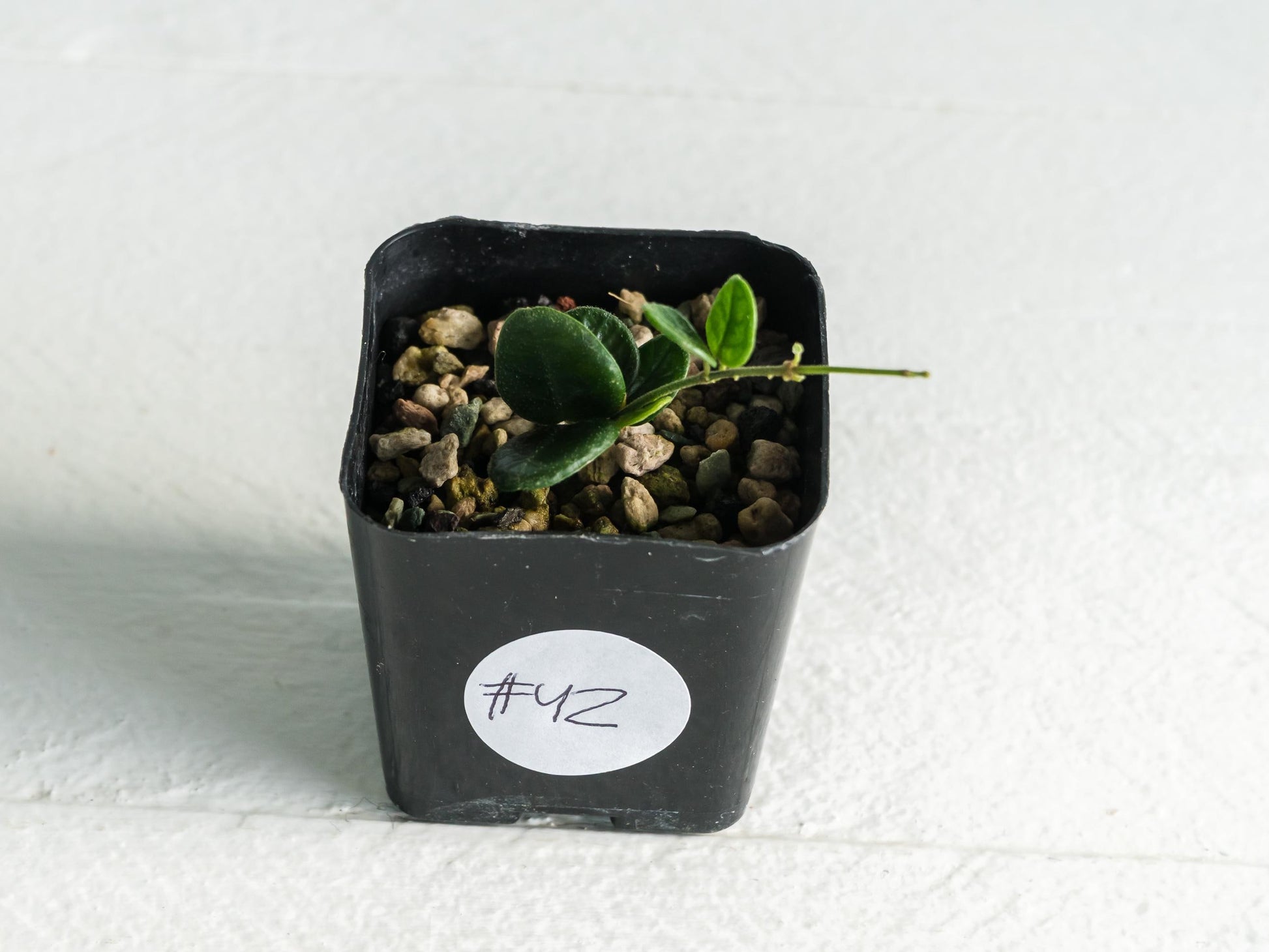 Hoya nummularia (formerly Hoya tengchongensis) | 2-Inch