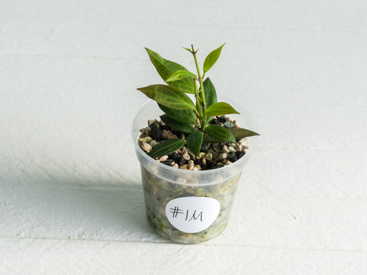 Hoya Microdwarf | 2-Inch