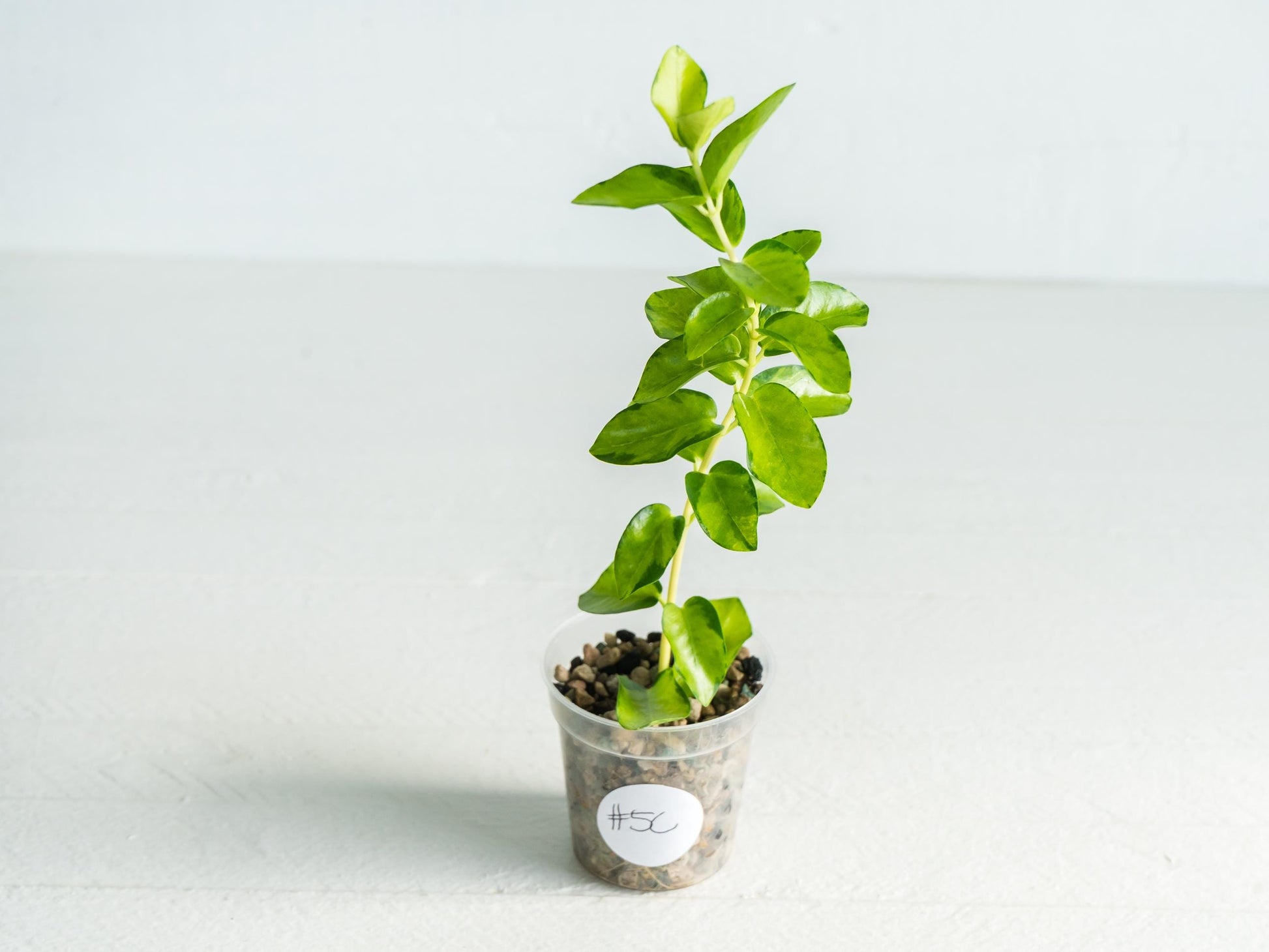 Hoya cumingiana (Inner Variegated) | 2-Inch