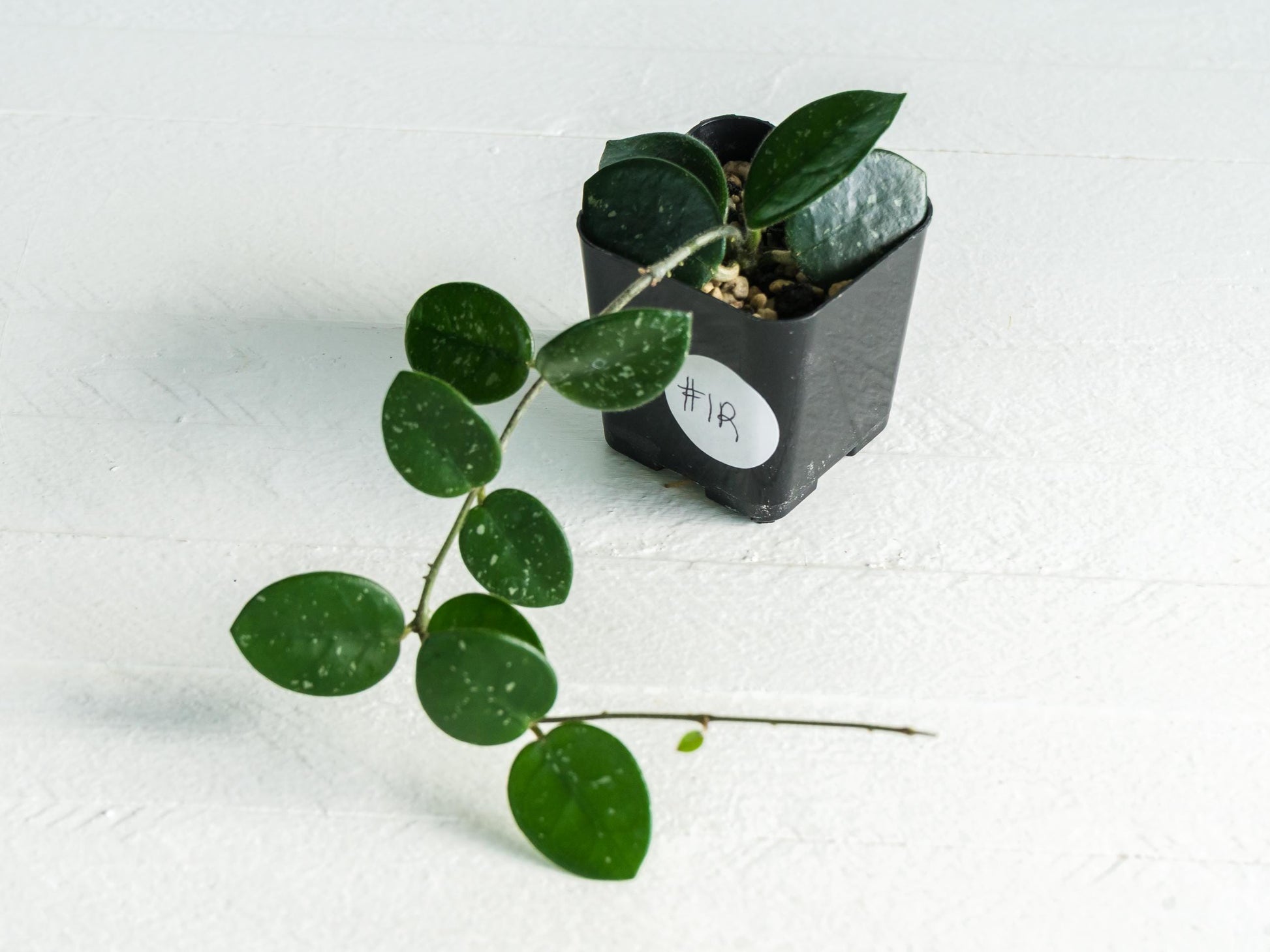 Hoya 'Mathilde' | 2-Inch
