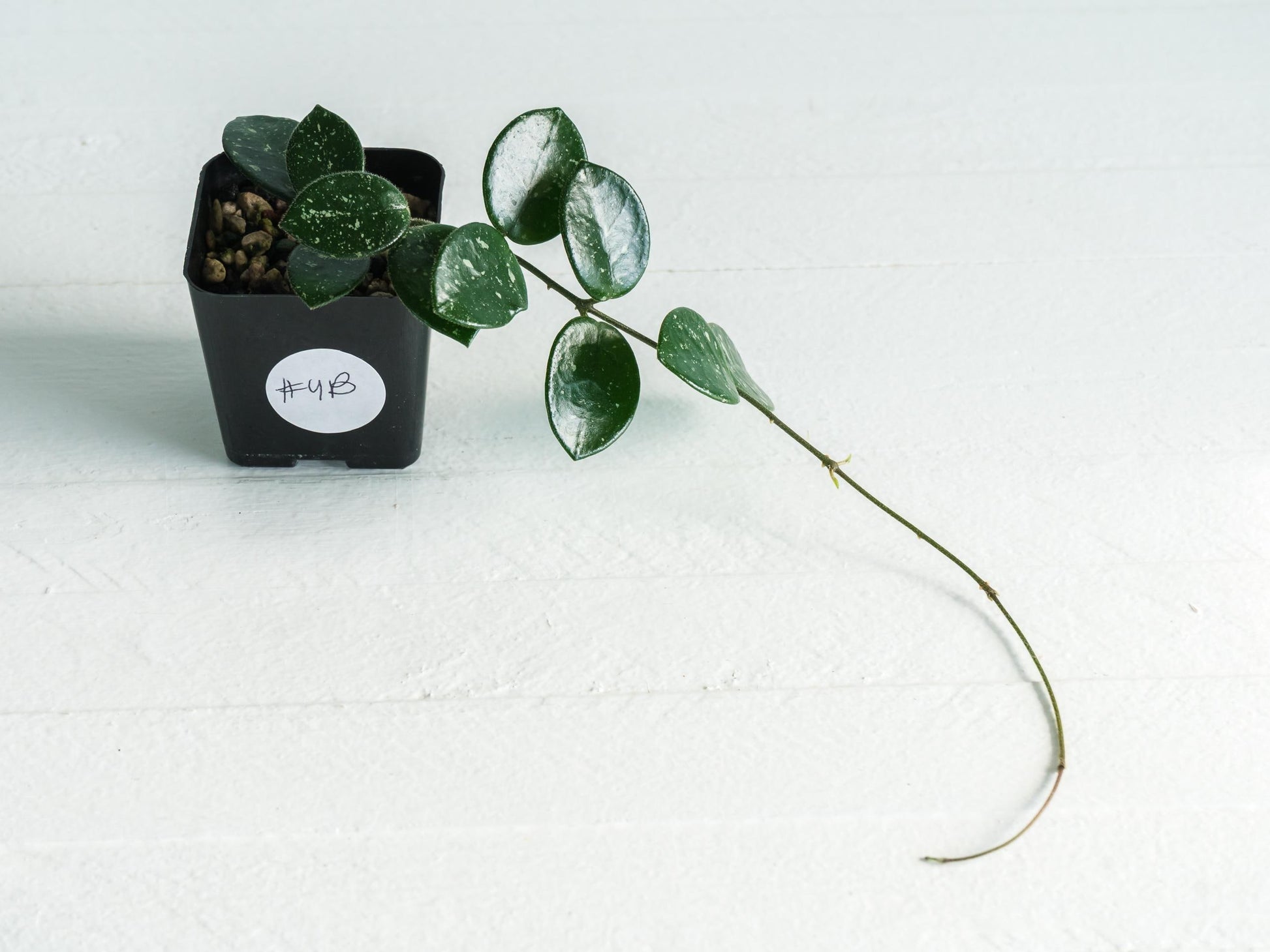 Hoya 'Mathilde' | 2-Inch