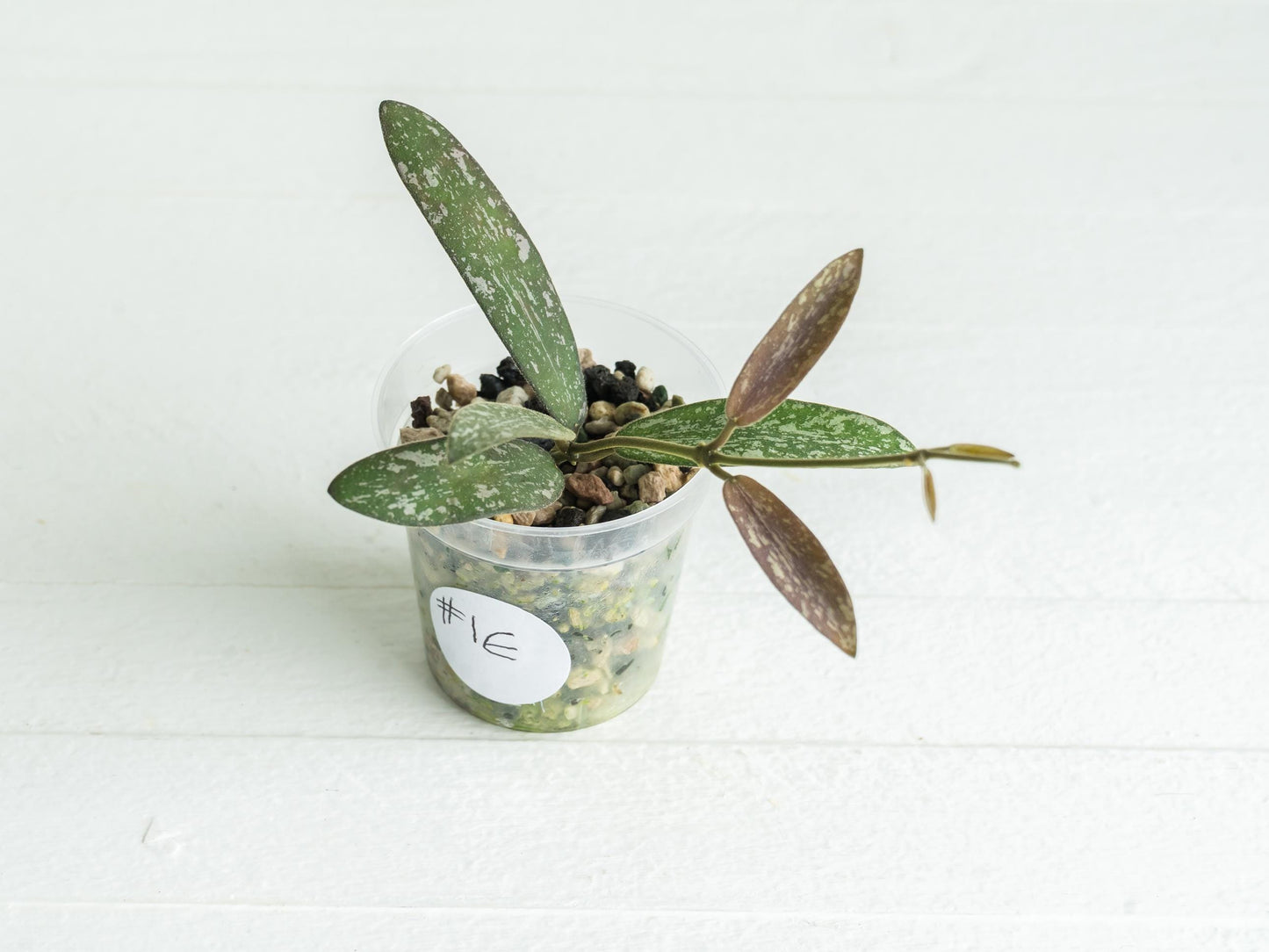 Hoya sigillatis | 2-Inch