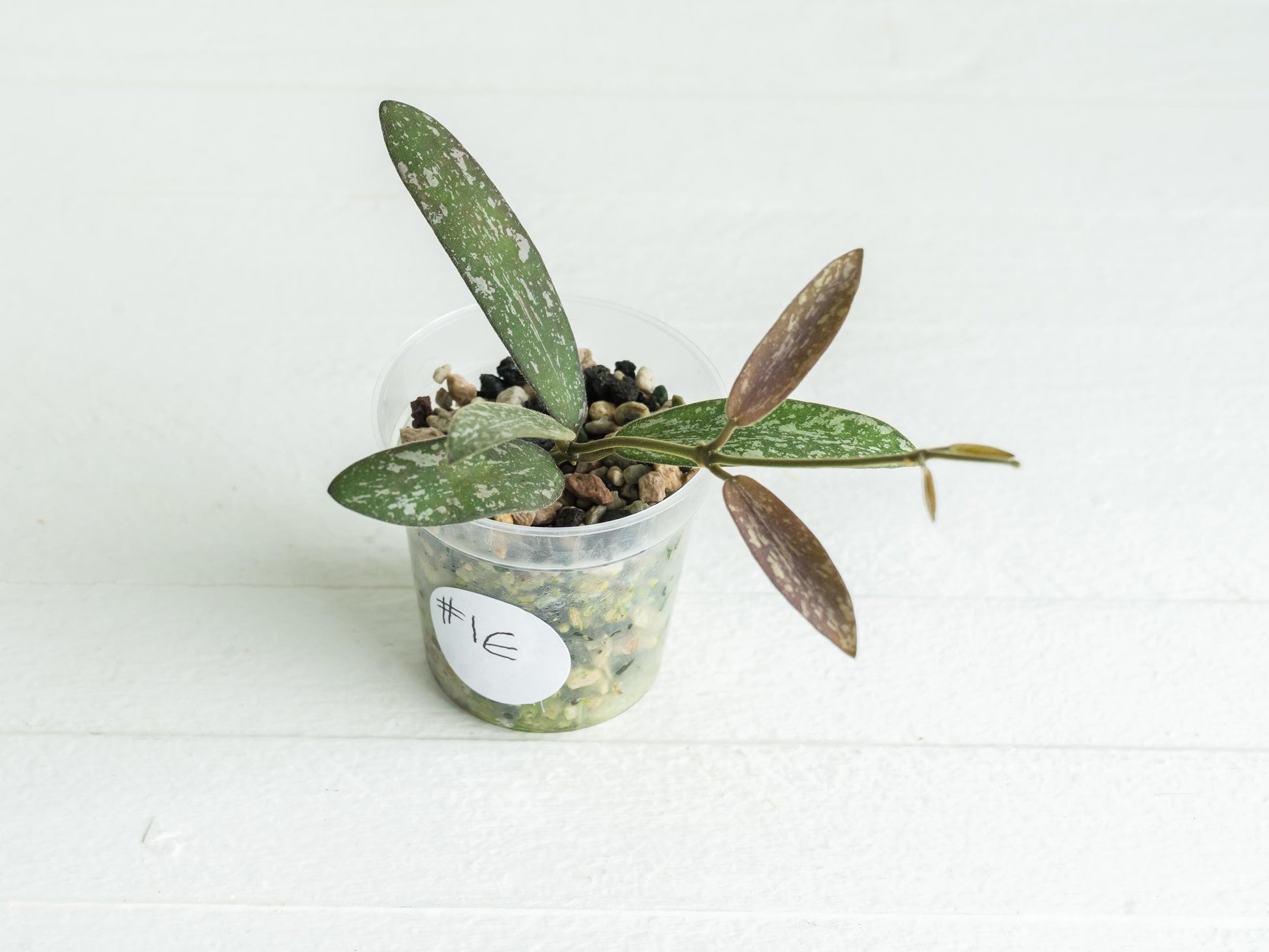 Hoya sigillatis | 2-Inch