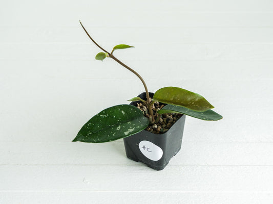 Hoya 'Starry Night' | 2-Inch