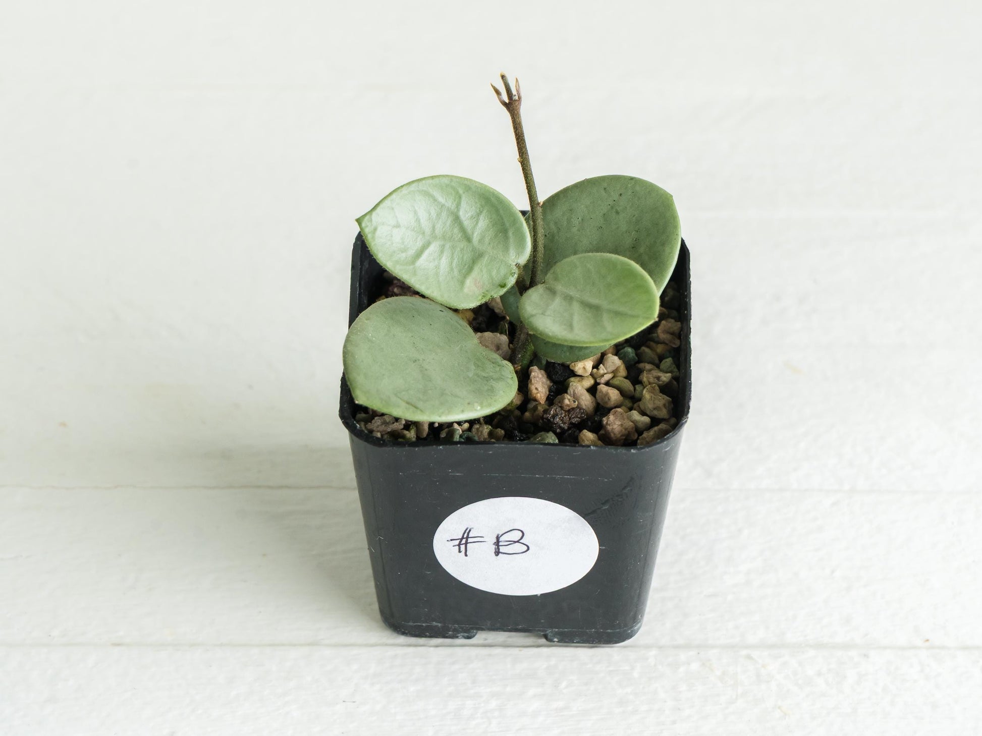 Hoya 'Grey Fairy' | 2-Inch