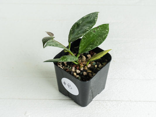 Hoya nabawanensis (Splash) | 2-Inch