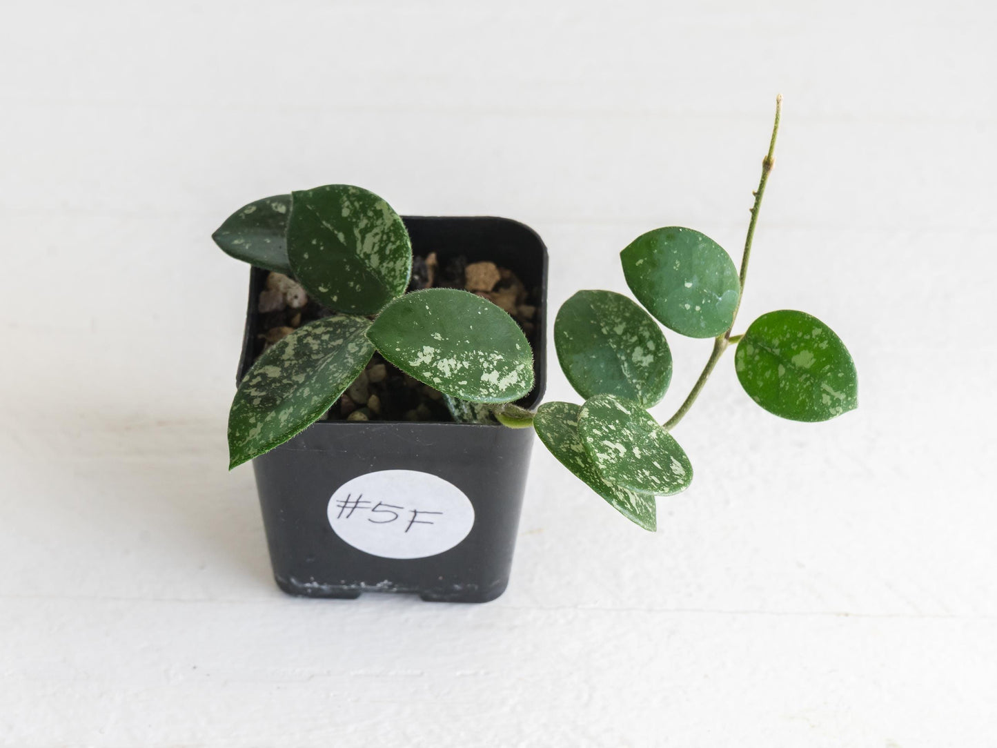 Hoya 'Mathilde' (Splash) | 2-Inch