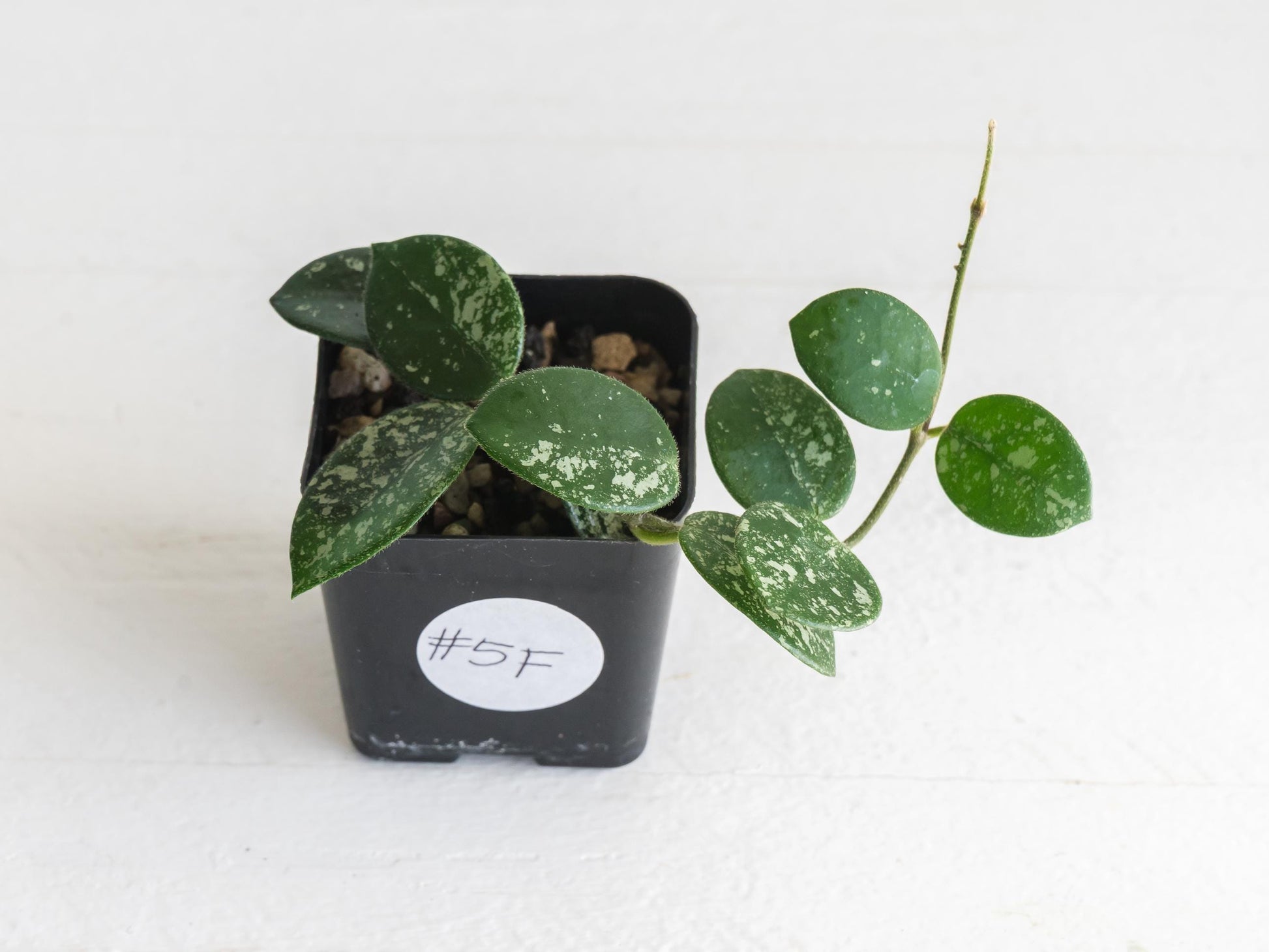 Hoya 'Mathilde' (Splash) | 2-Inch