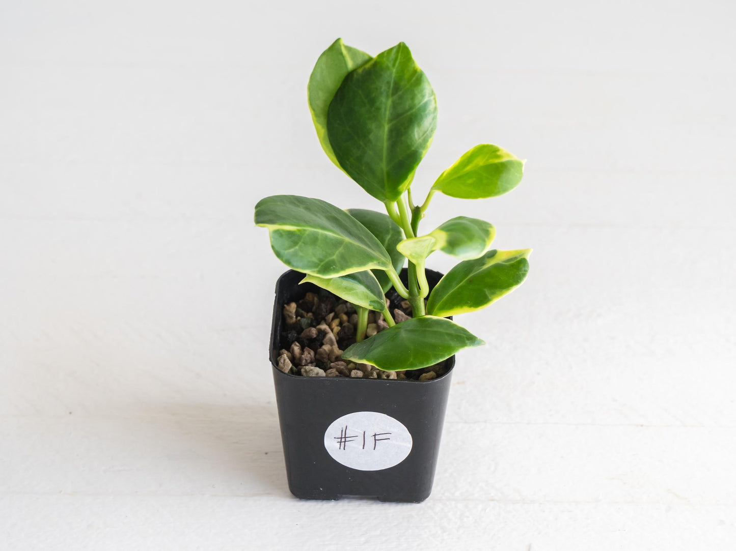 Hoya obscura (Albo | Outer Variegated) | 2-Inch