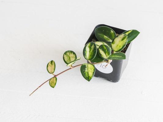 Hoya 'Mathilde' (Inner Variegated) | 2-Inch