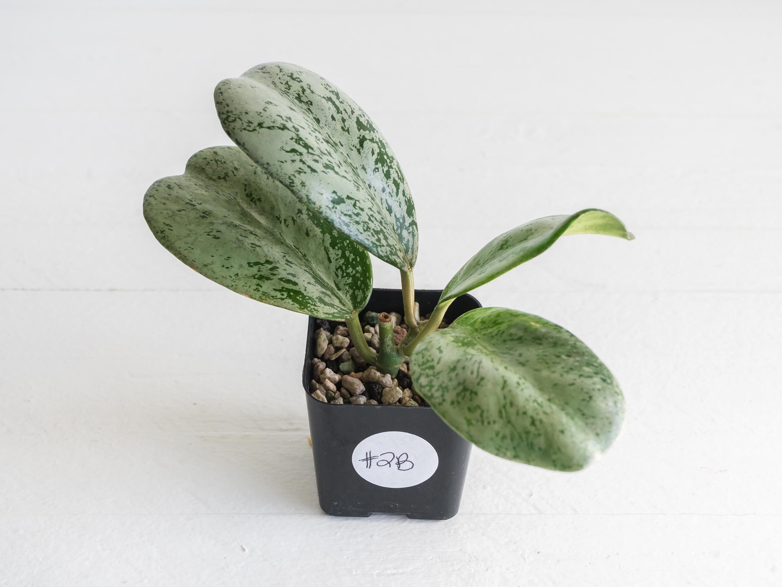 Hoya chiang dao (Silver) Rooted Cutting | Hoya Treasures