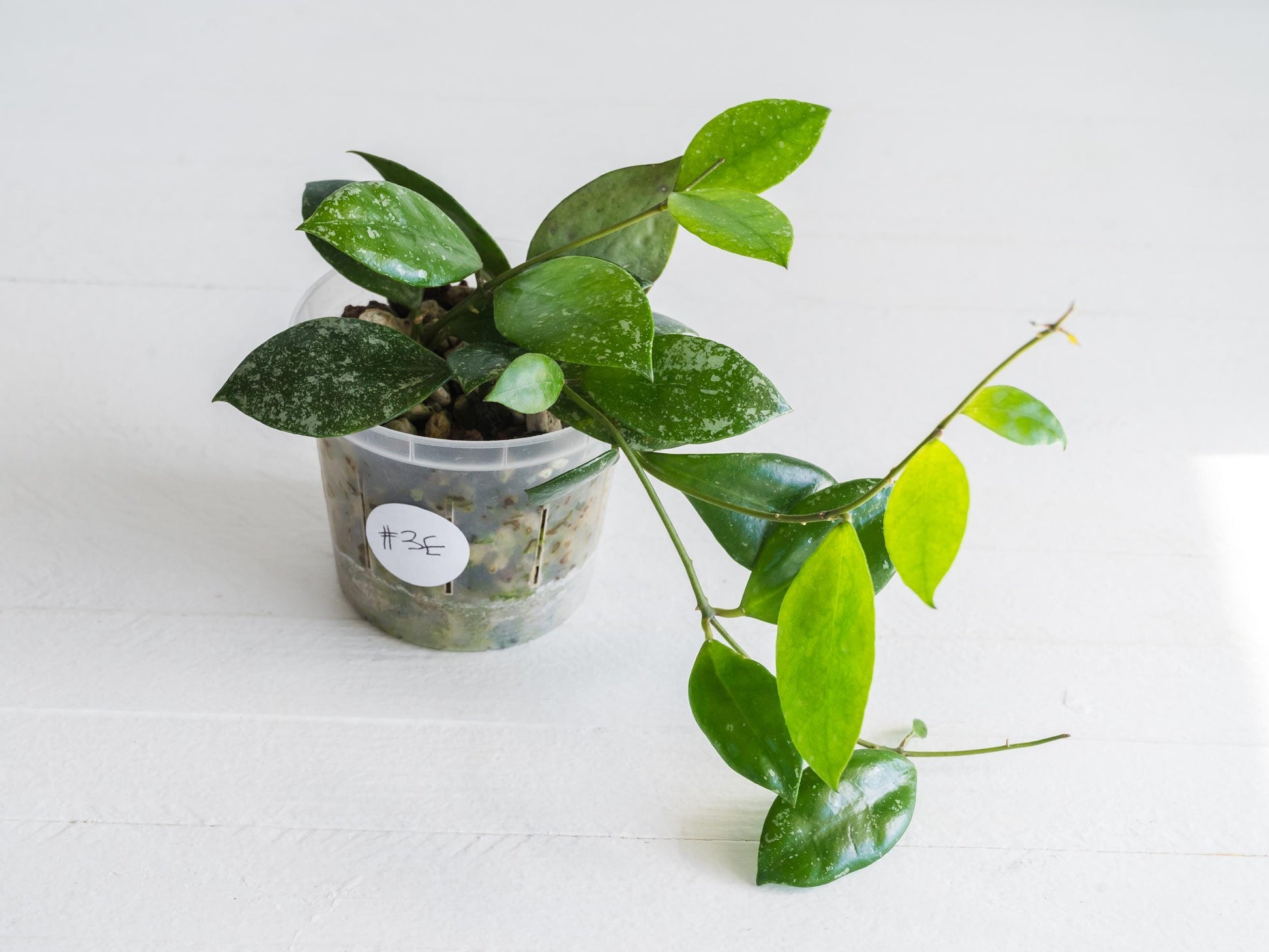 Hoya walliniana (Splash) | 3-Inch