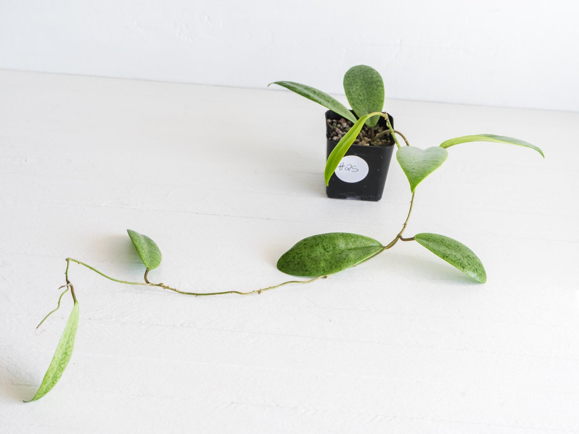Hoya 'Jita Silver' WRX02-Silver-01 | 2-Inch