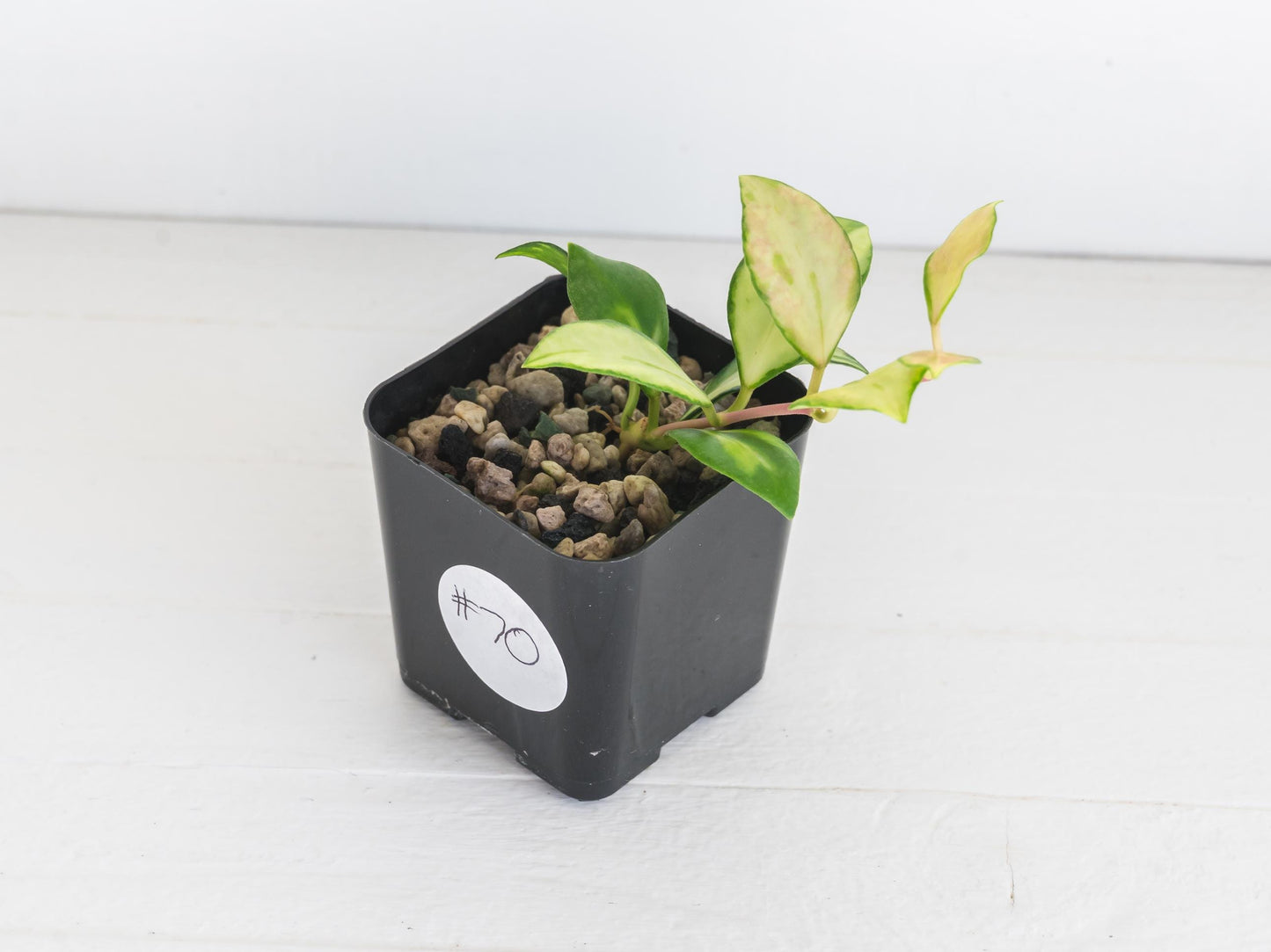 Hoya heuschkeliana (Inner Variegated) | 2-Inch