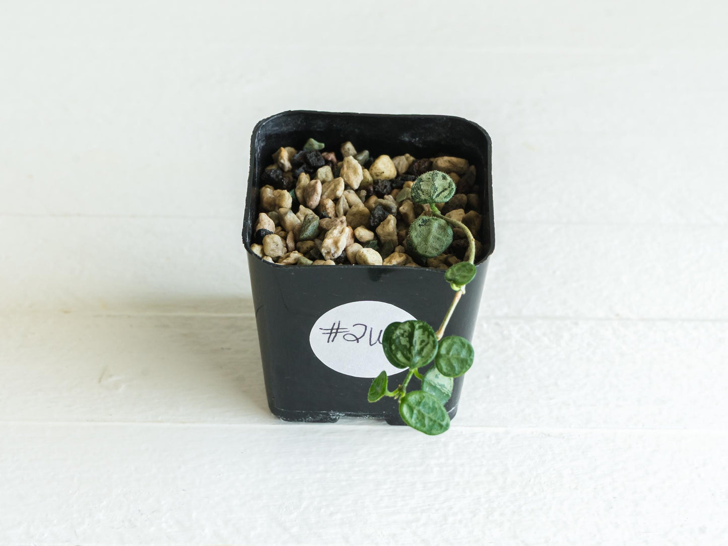 Hoya serpens (Splash) | 2-Inch