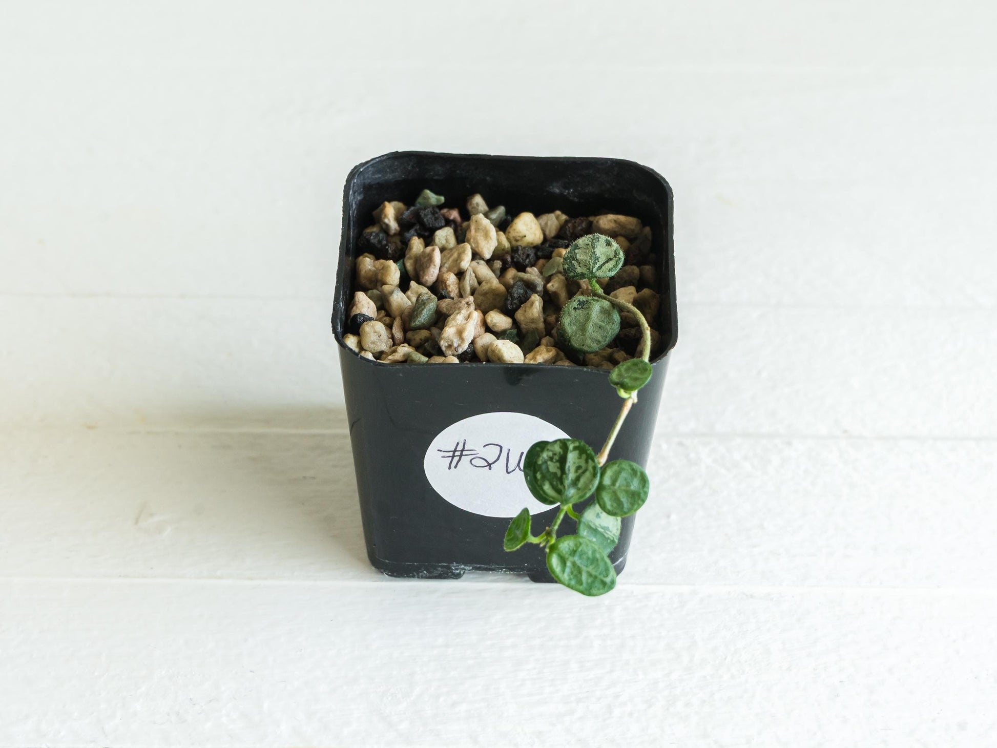 Hoya serpens (Splash) | 2-Inch
