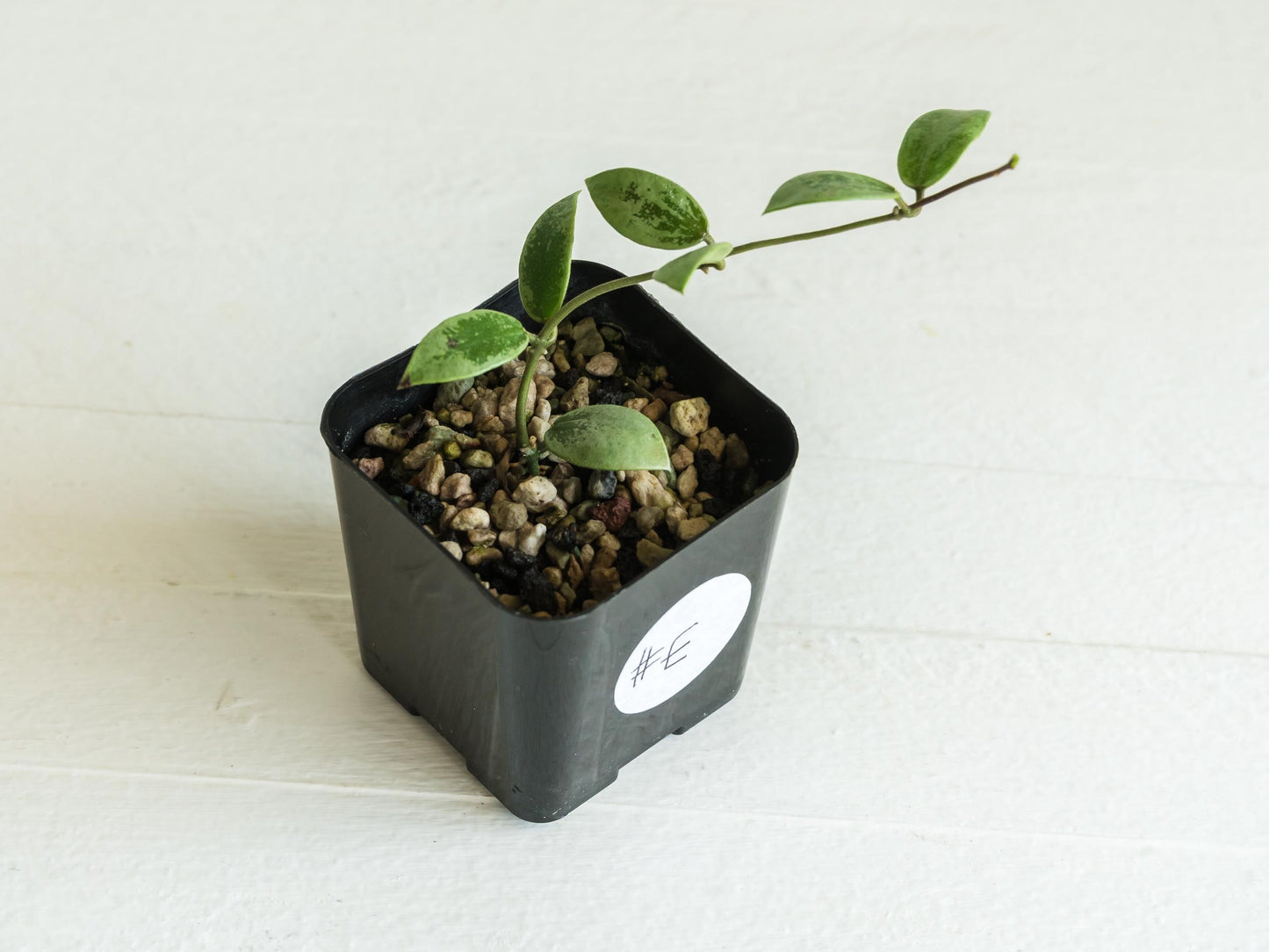 Hoya Kalimantan 'Coin' (Silver) | 2-Inch