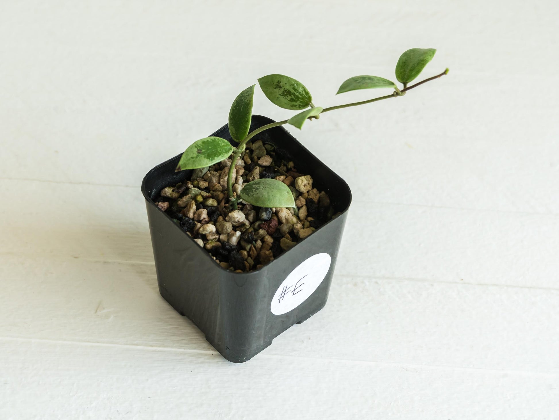 Hoya Kalimantan 'Coin' (Silver) | 2-Inch