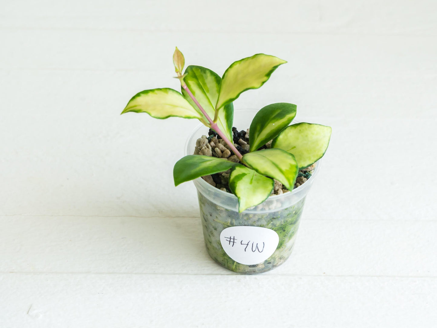 Hoya heuschkeliana (Inner Variegated) | 2-Inch