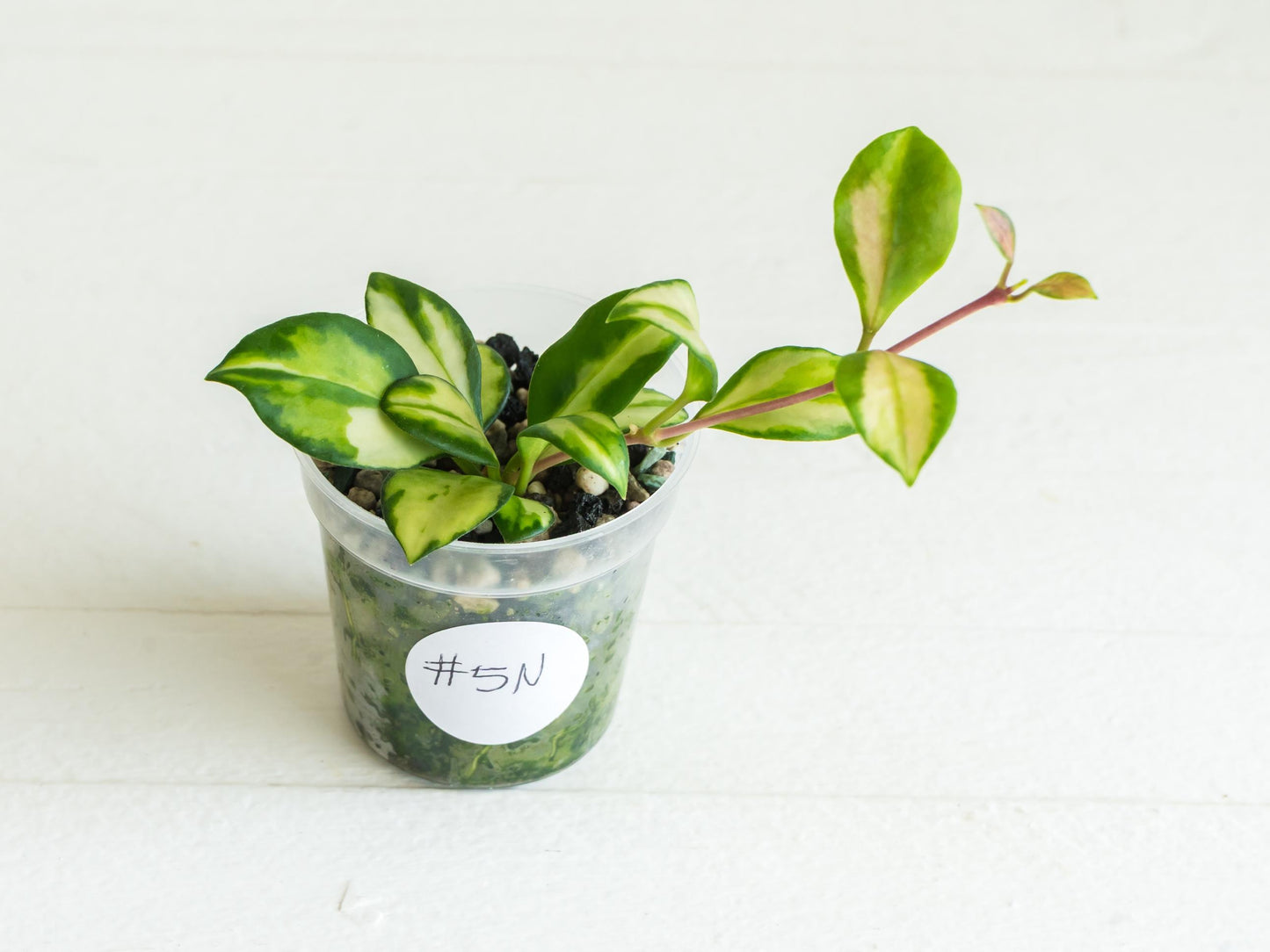 Hoya heuschkeliana (Inner Variegated) | 2-Inch