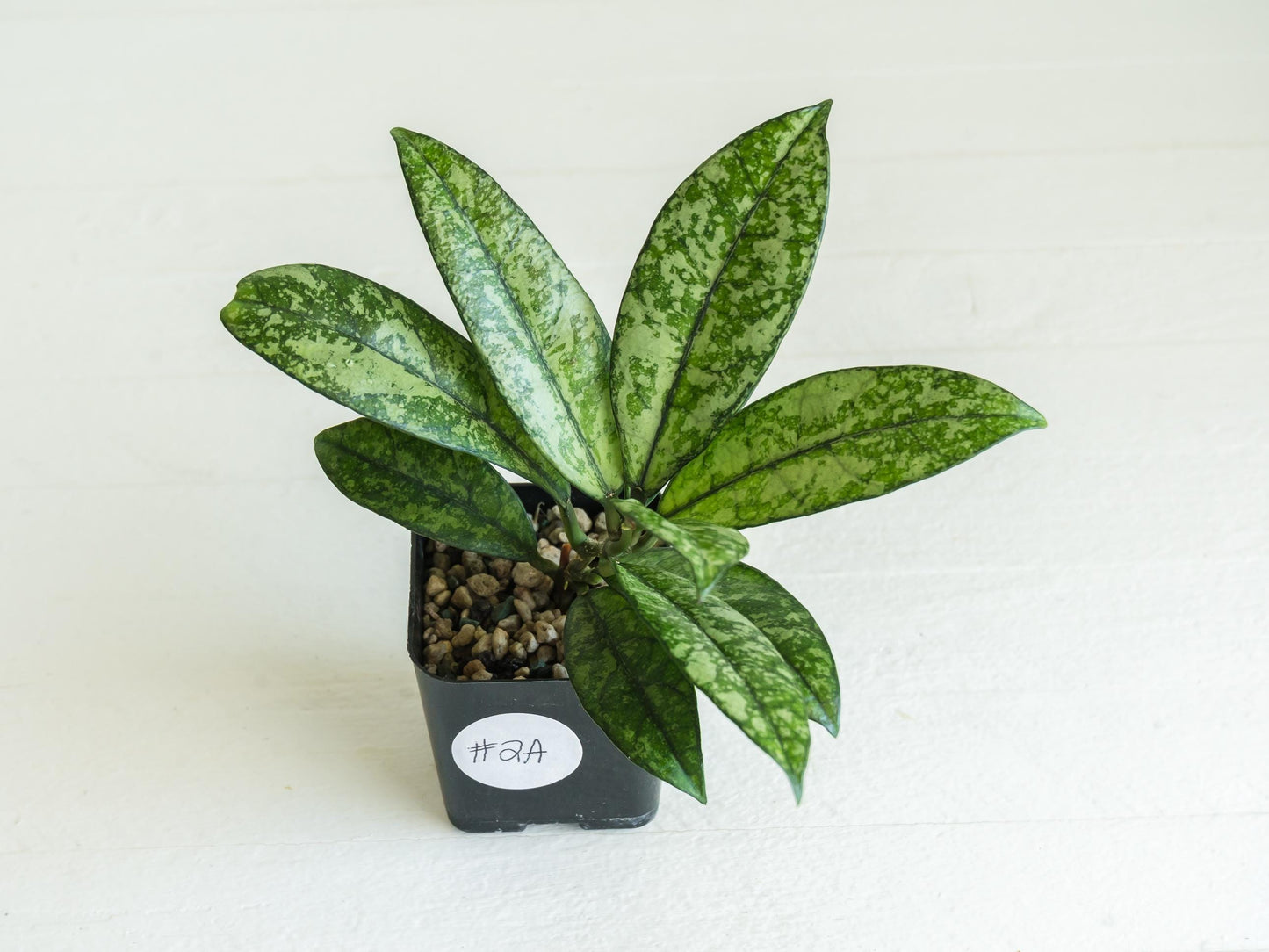 Hoya crassipetiolata (Splash) | 2-Inch