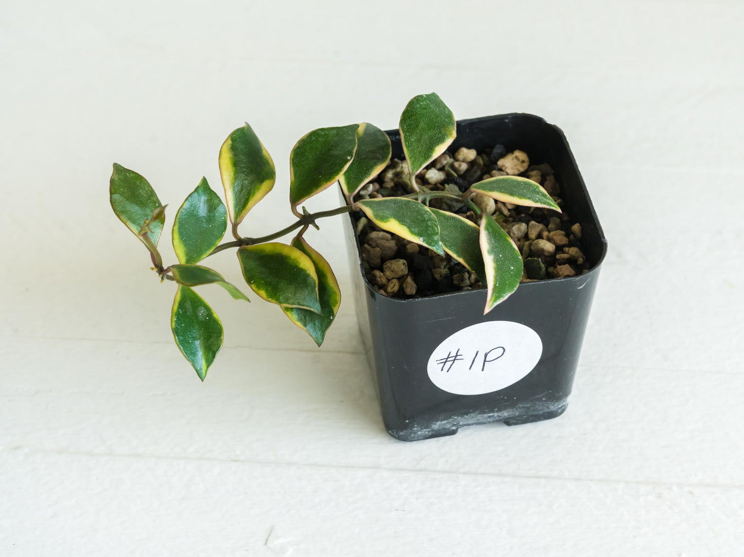 Hoya bakoensis (Outer Variegated - Albo) | 2-Inch