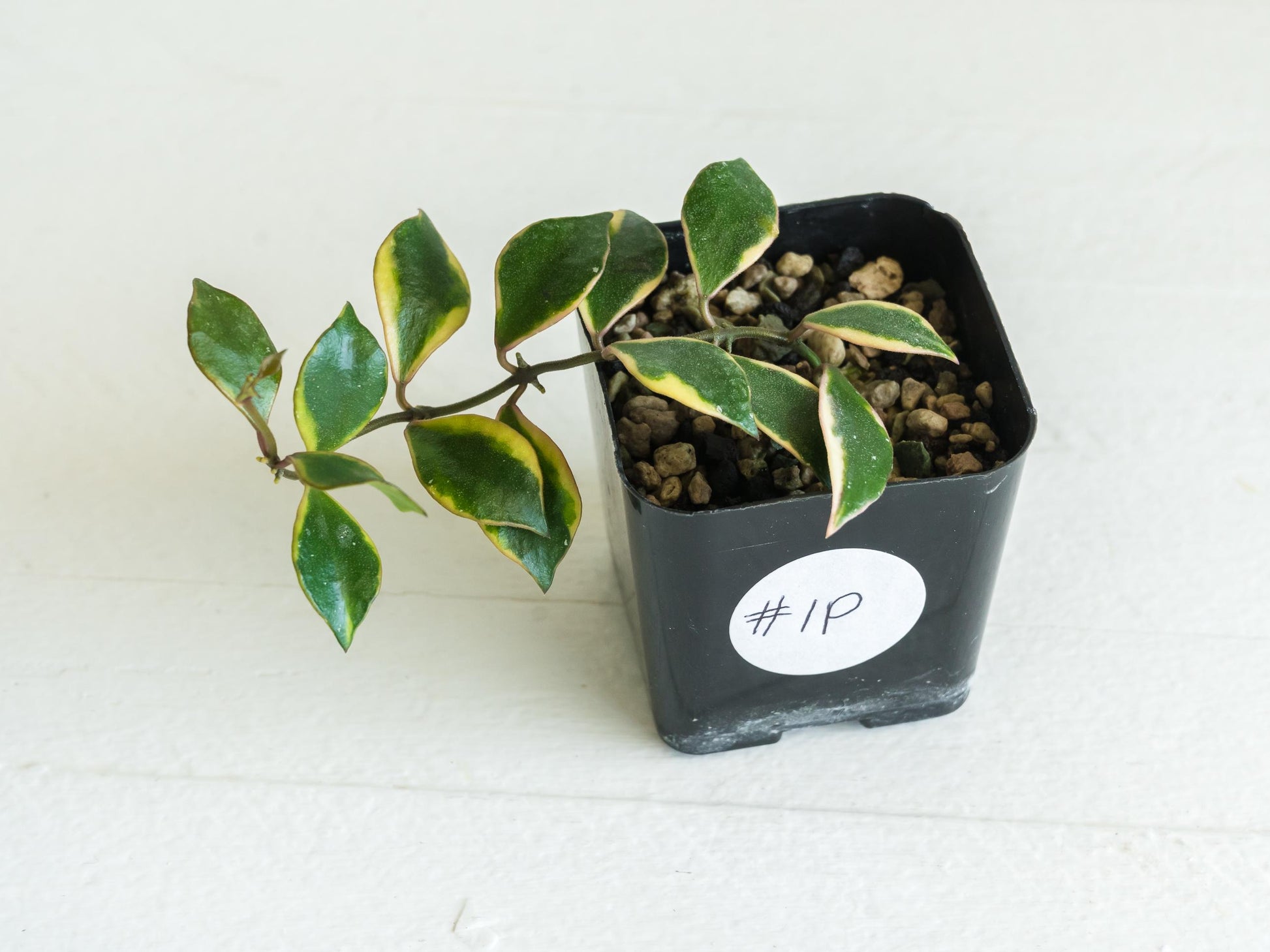 Hoya bakoensis (Outer Variegated - Albo) | 2-Inch
