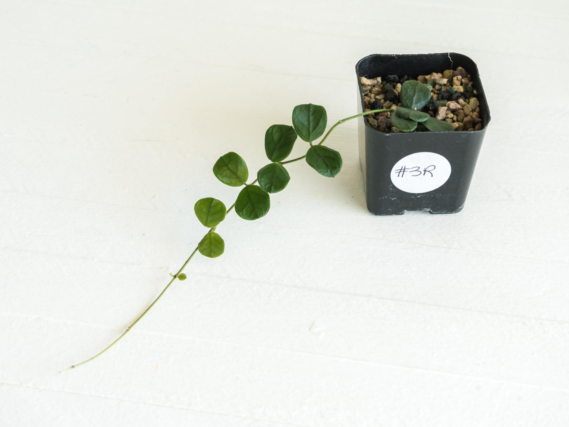 Hoya nummularia (formerly Hoya obcordata) | 2-Inch