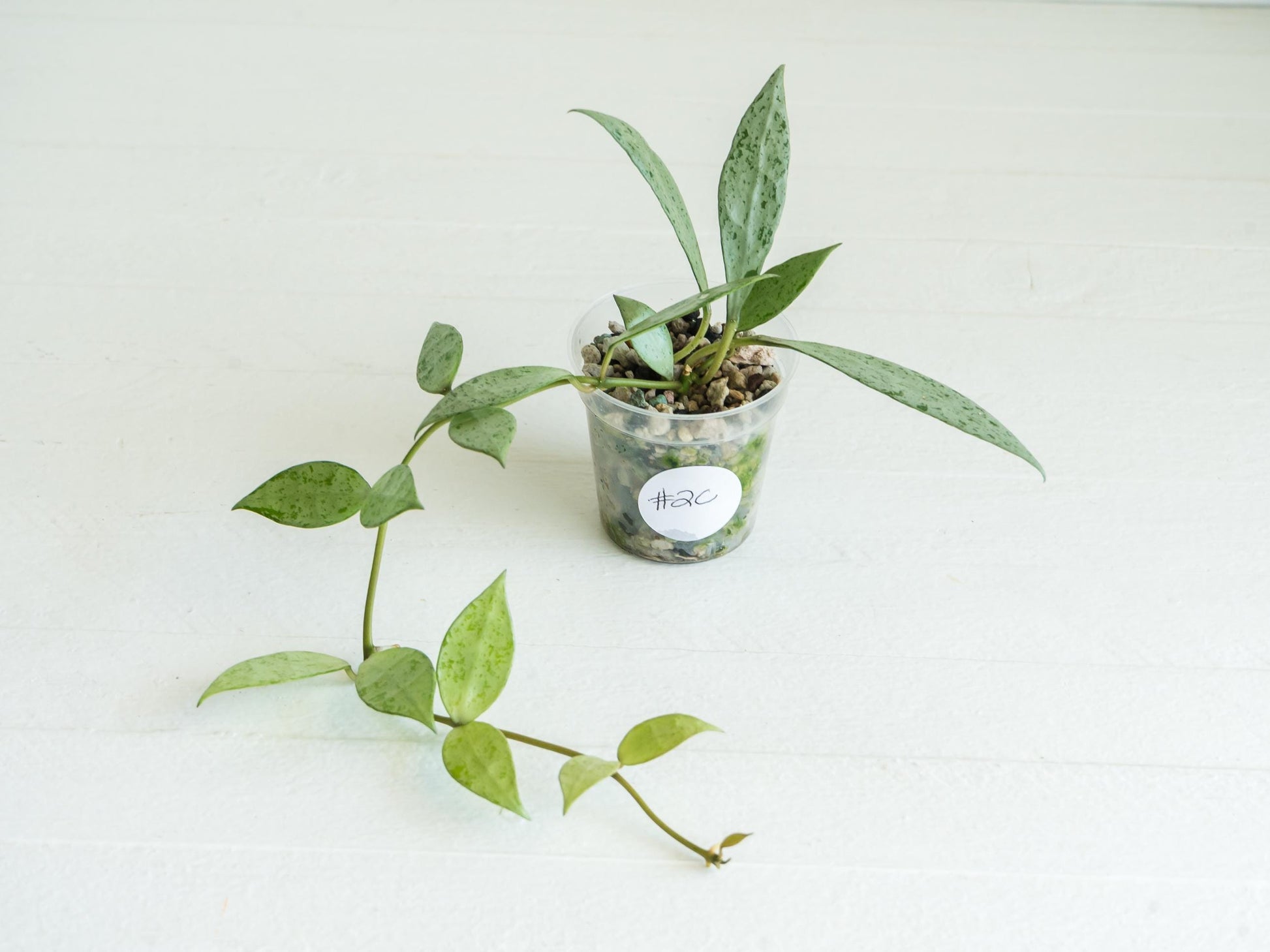 Hoya lacunosa 'Silver Lime' | 2-Inch