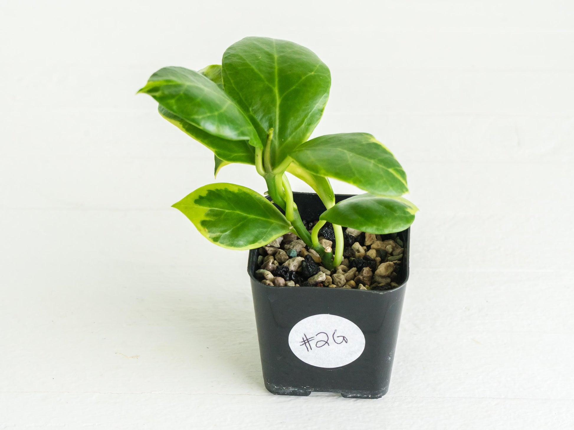 Hoya obscura (Albo | Outer Variegated) | 2-Inch