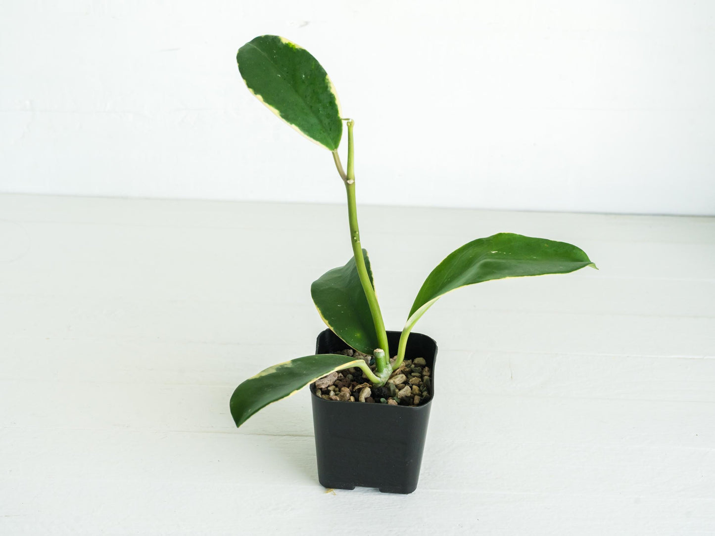 Hoya easo daklak | 2-Inch