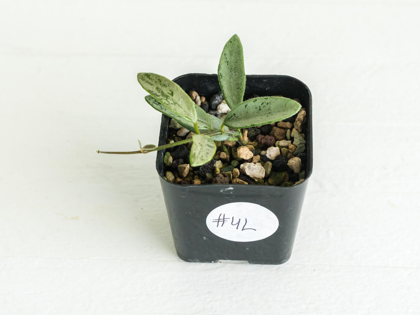 Hoya lima (Silver) | 2-Inch