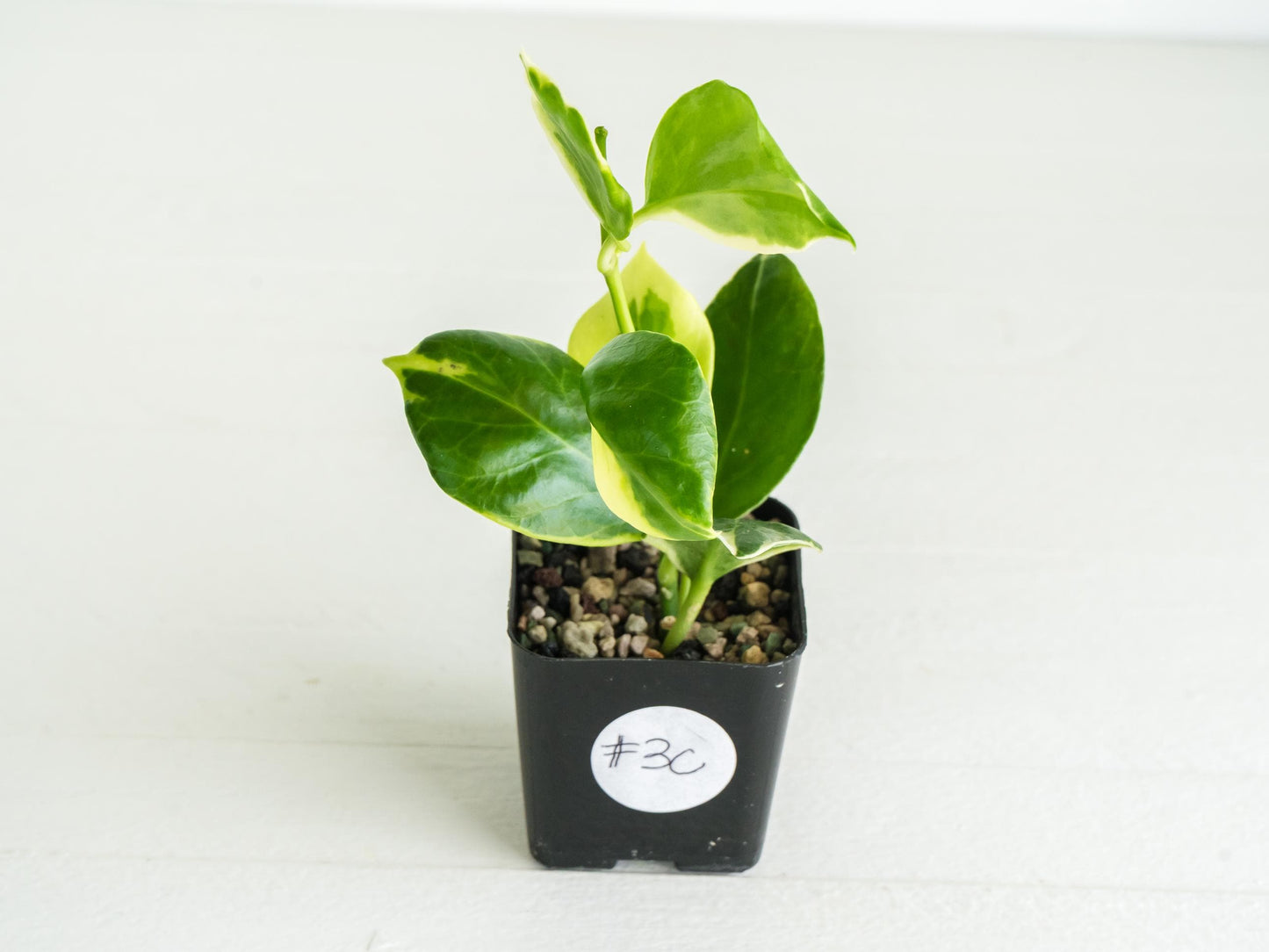 Hoya obscura (Albo | Outer Variegated) | 2-Inch