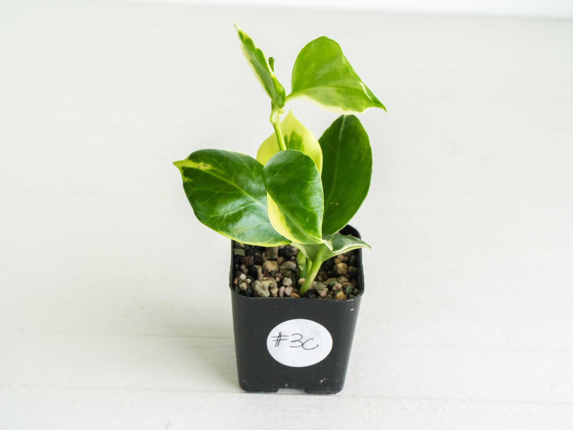 Hoya obscura (Albo | Outer Variegated) | 2-Inch