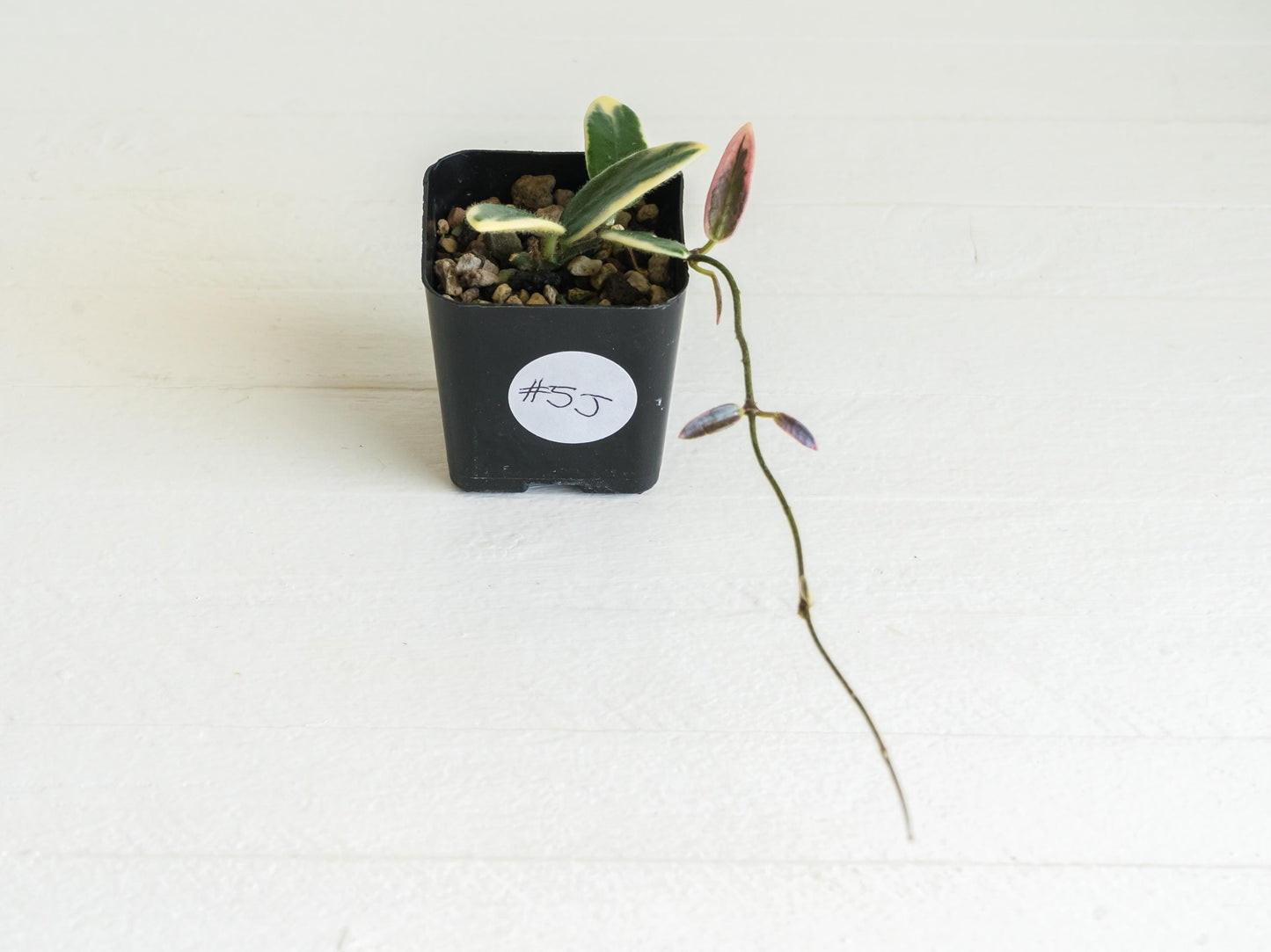 Hoya lyi 'Prism' (Pink Flower) | 2-Inch